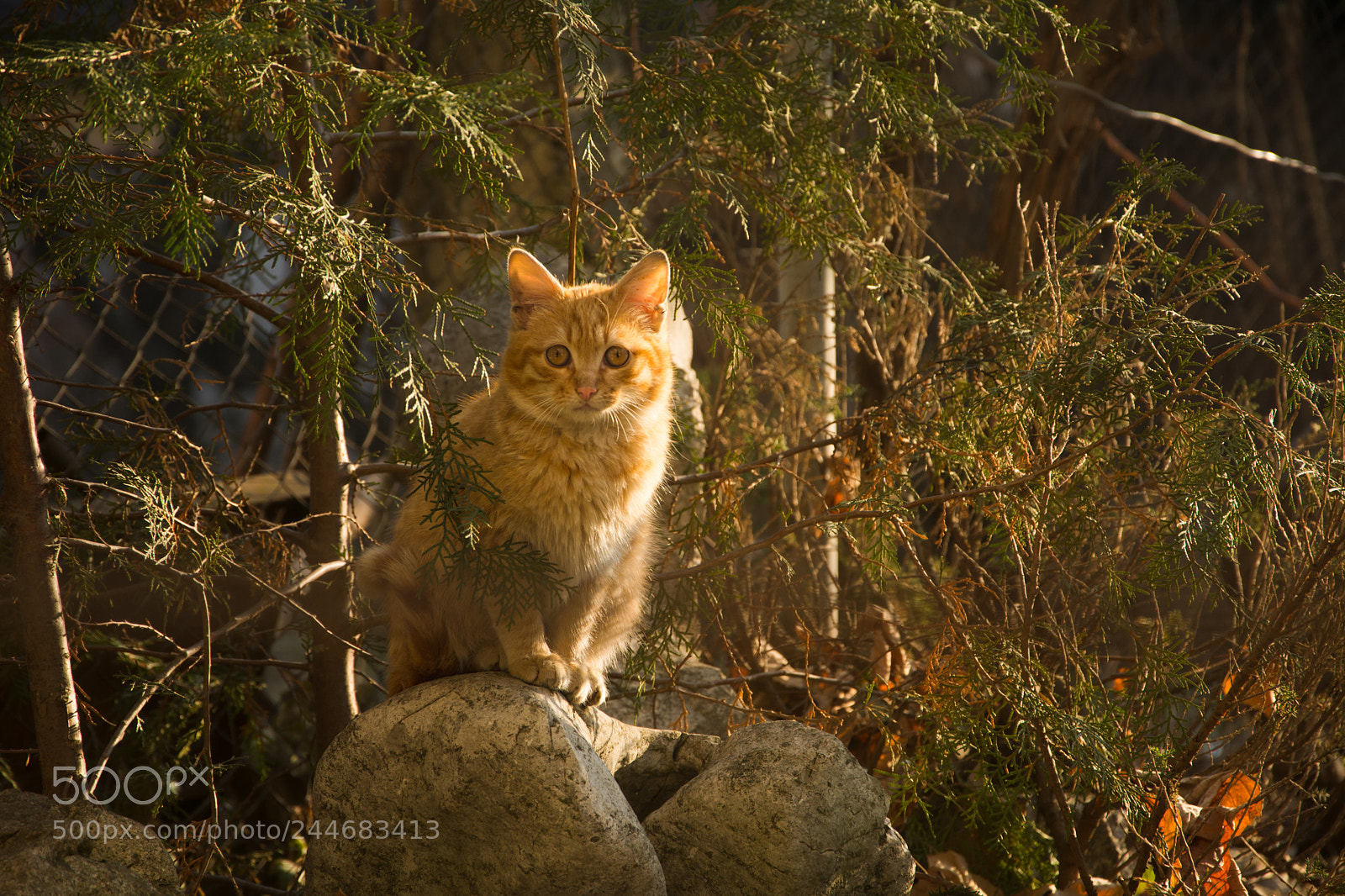 Nikon D7100 sample photo. The little hunter photography