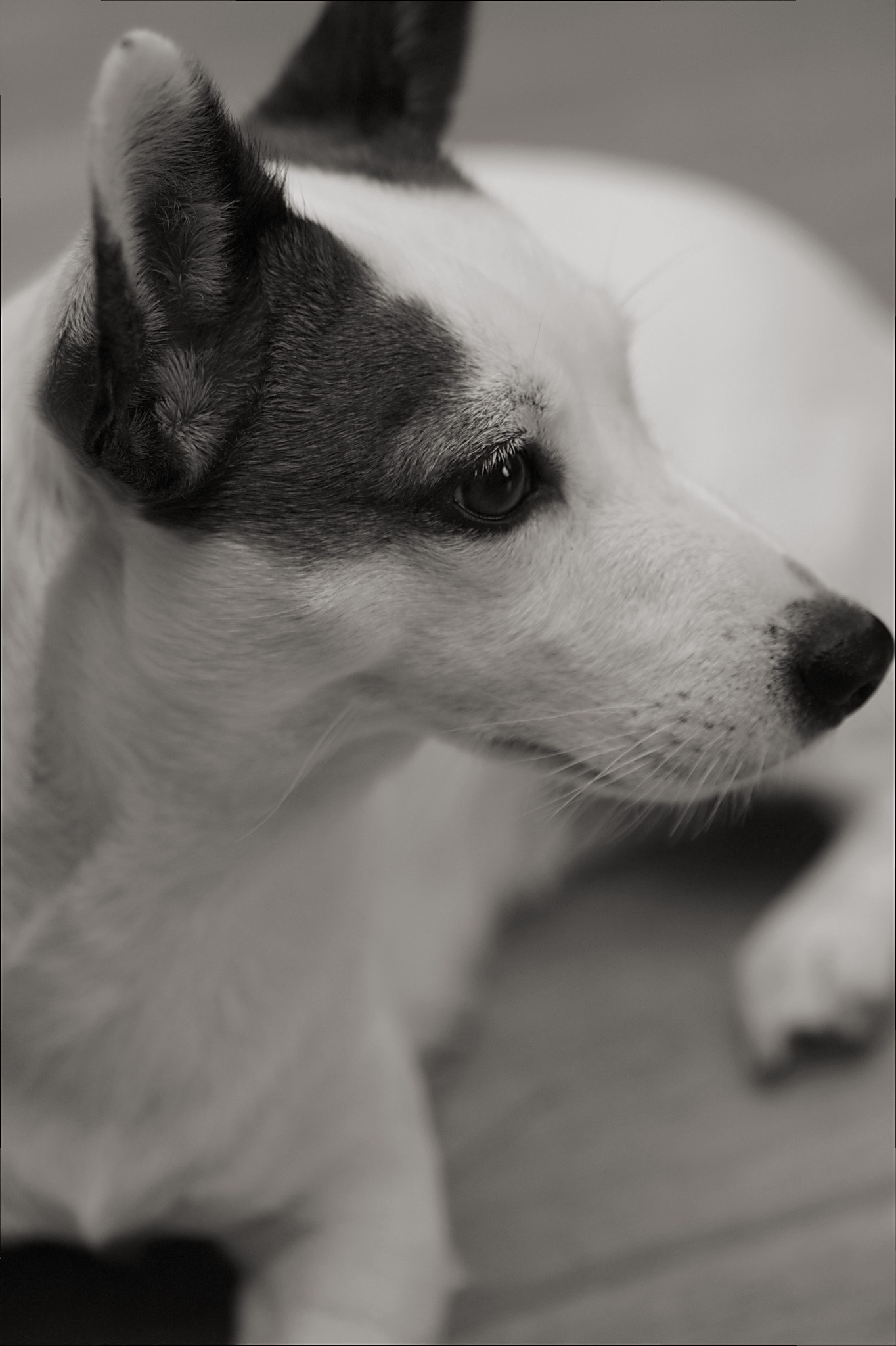 Canon EF 100mm F2.8 Macro USM sample photo. Small dog in grey photography