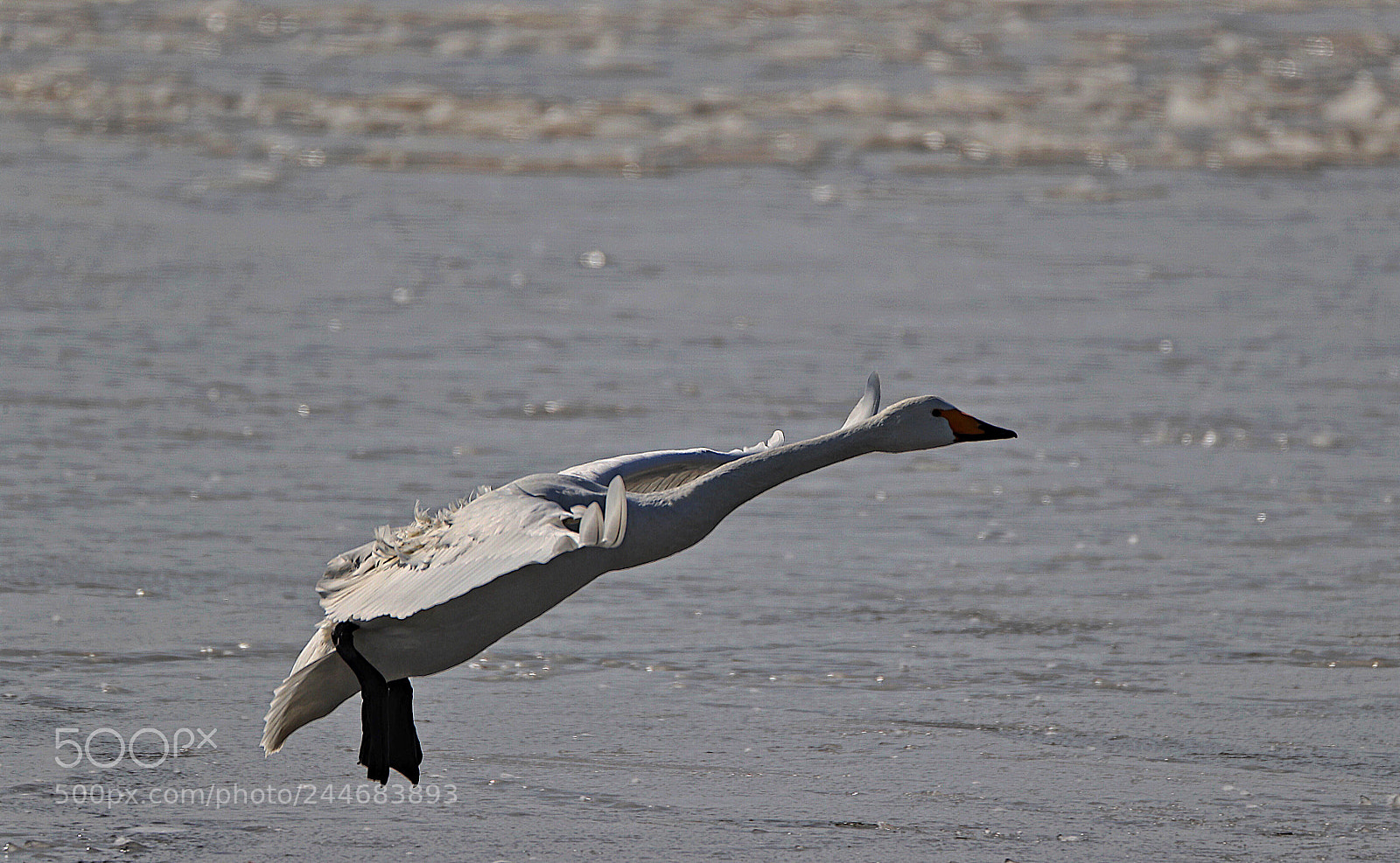 Canon EOS-1D X Mark II sample photo. Untitled photography