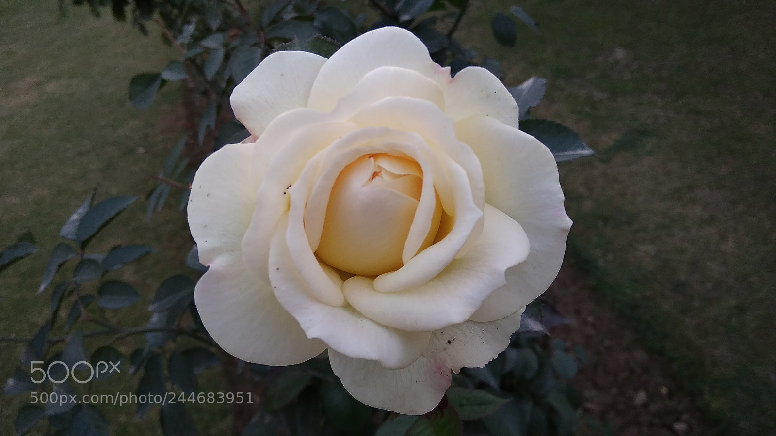 Xiaomi Redmi 5A sample photo. White rose photography