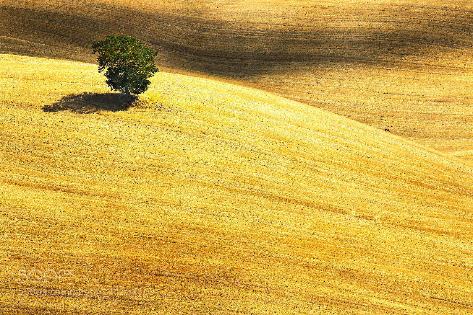 Canon EOS 7D Mark II sample photo. Tuscan charm.. photography