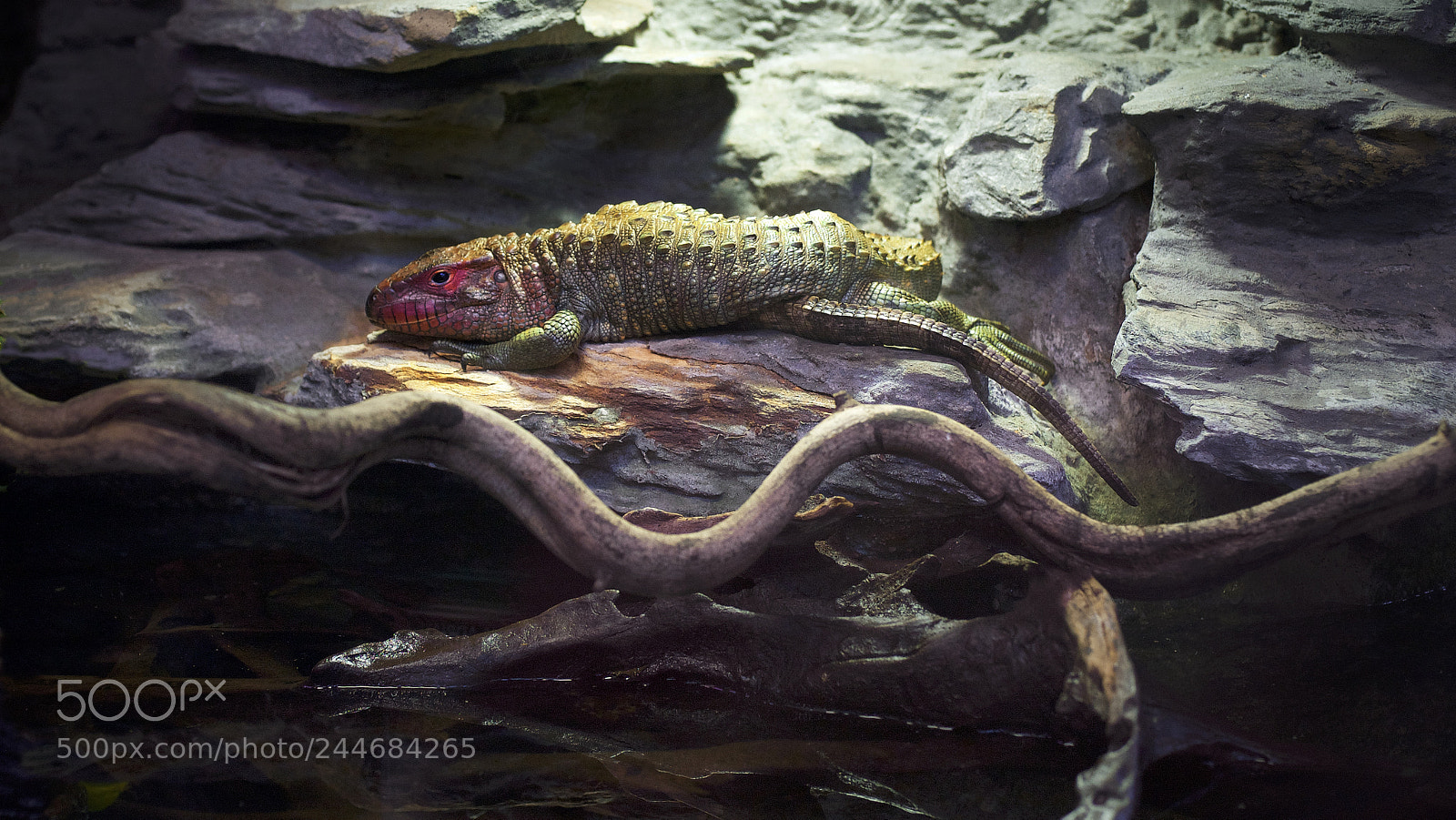 Canon EOS 5D sample photo. Northern caiman lizard photography