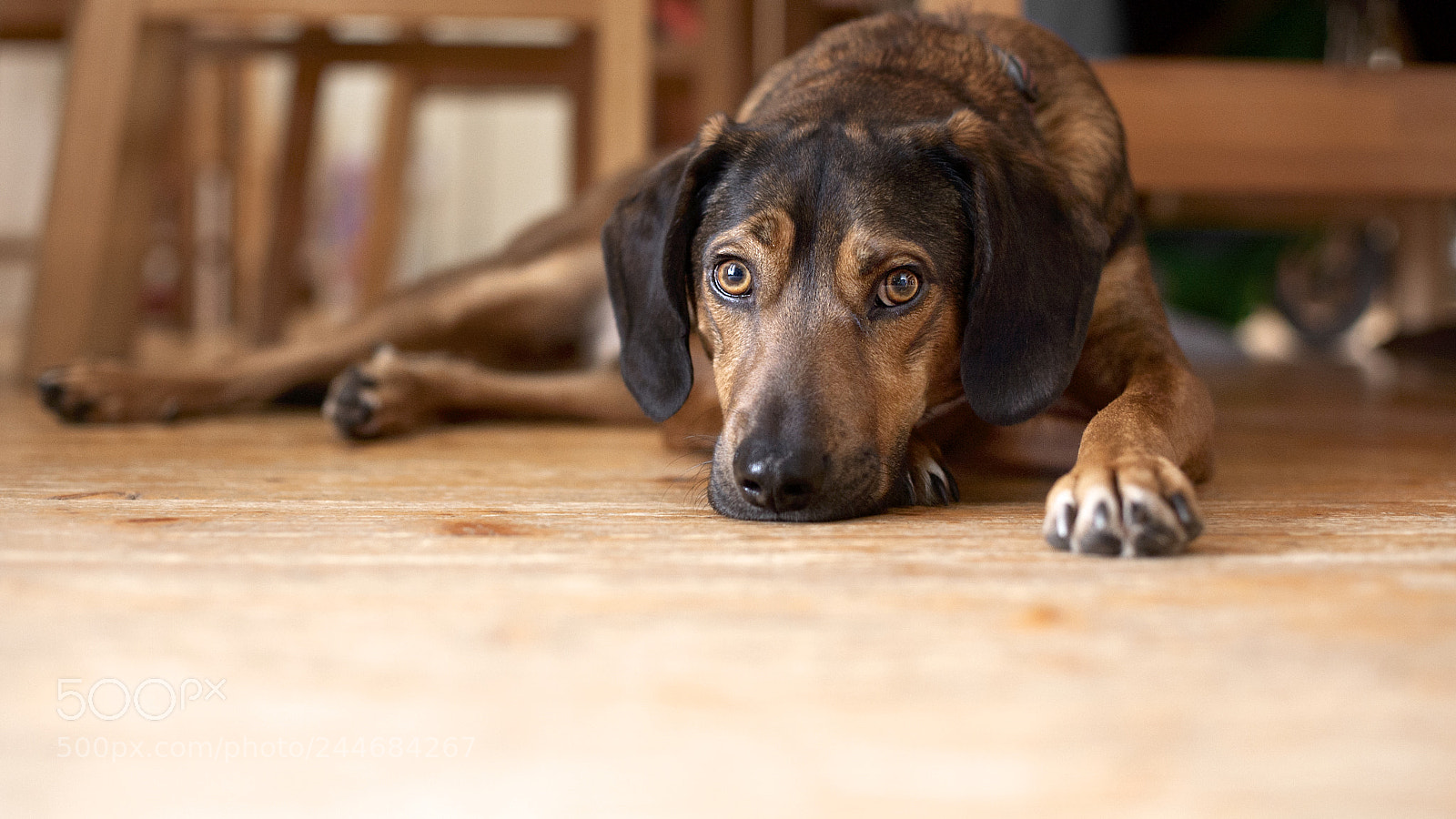 Canon EOS 5D sample photo. Dog photography