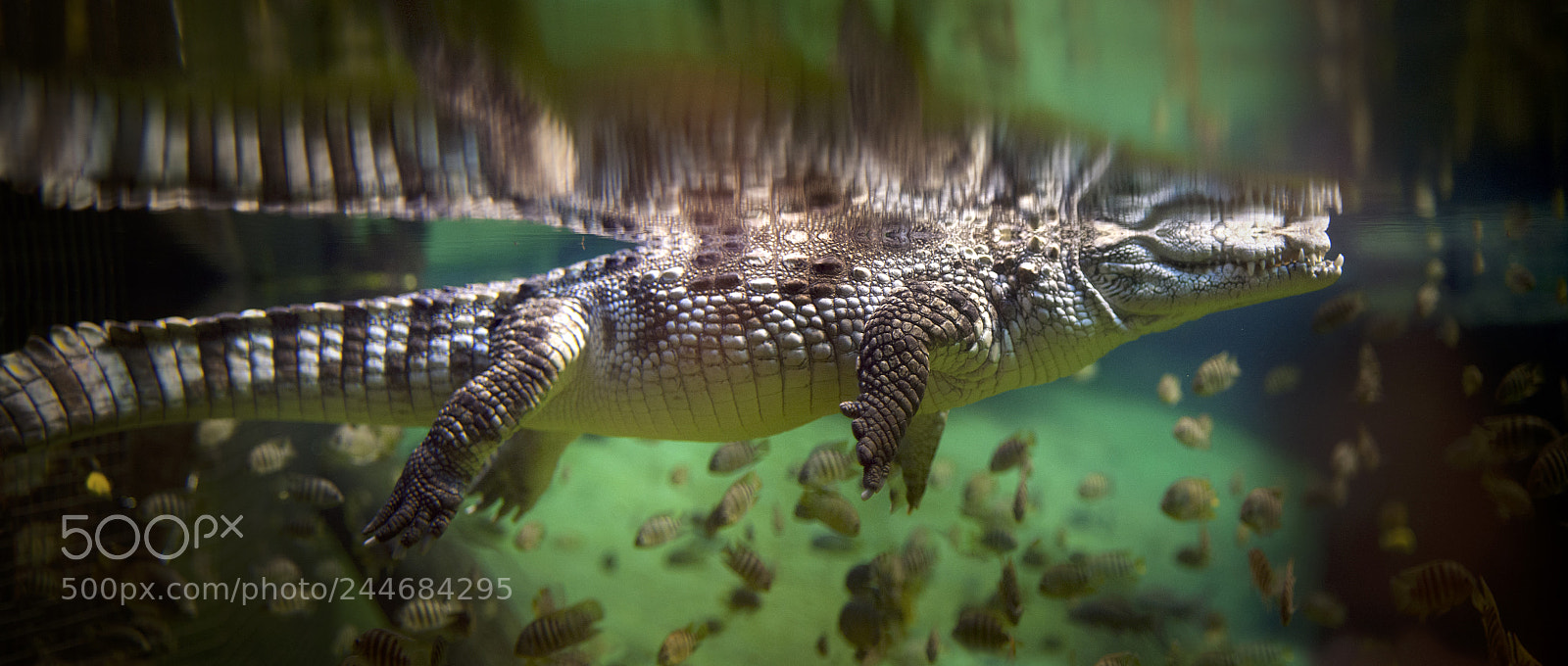Canon EOS 5D sample photo. Alligator photography