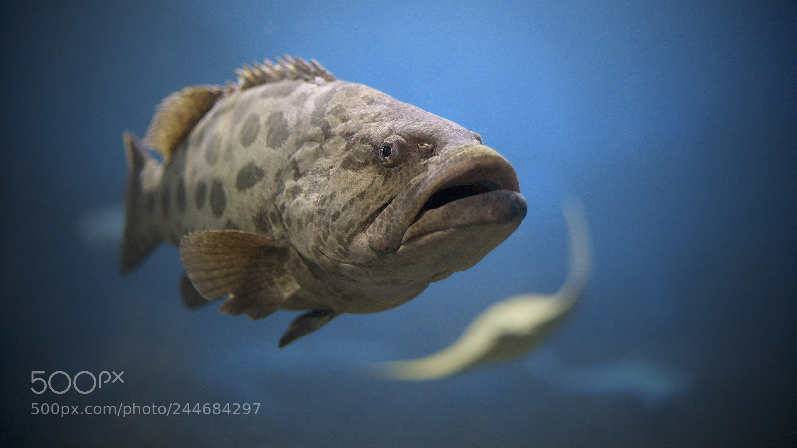 Canon EOS 5D sample photo. Potato grouper photography