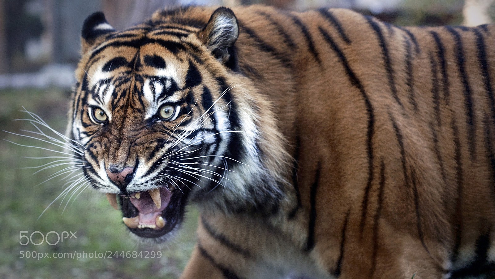 Canon EOS 5D sample photo. Sumatran tiger photography