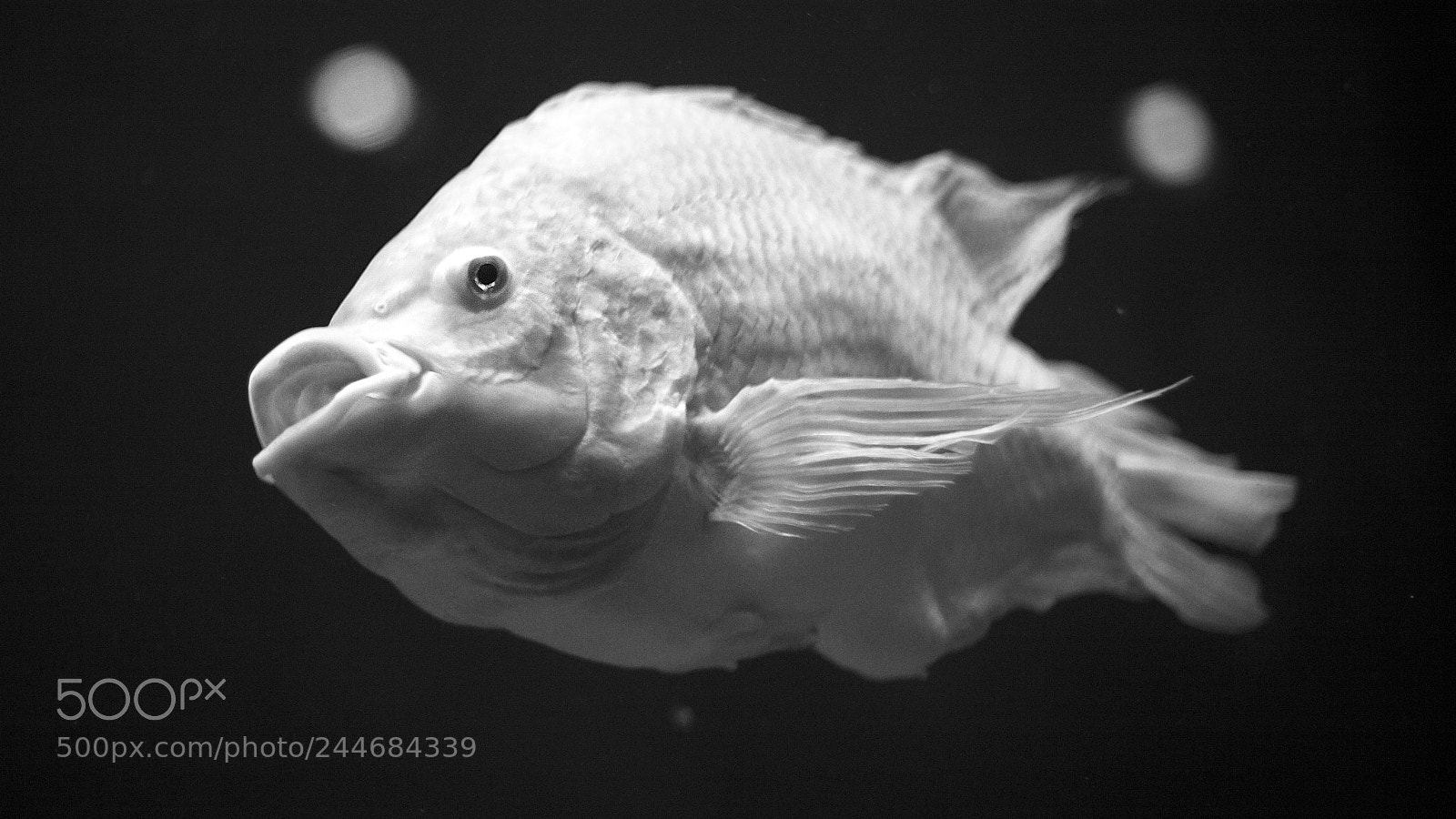 Canon EOS 5D sample photo. Fish photography