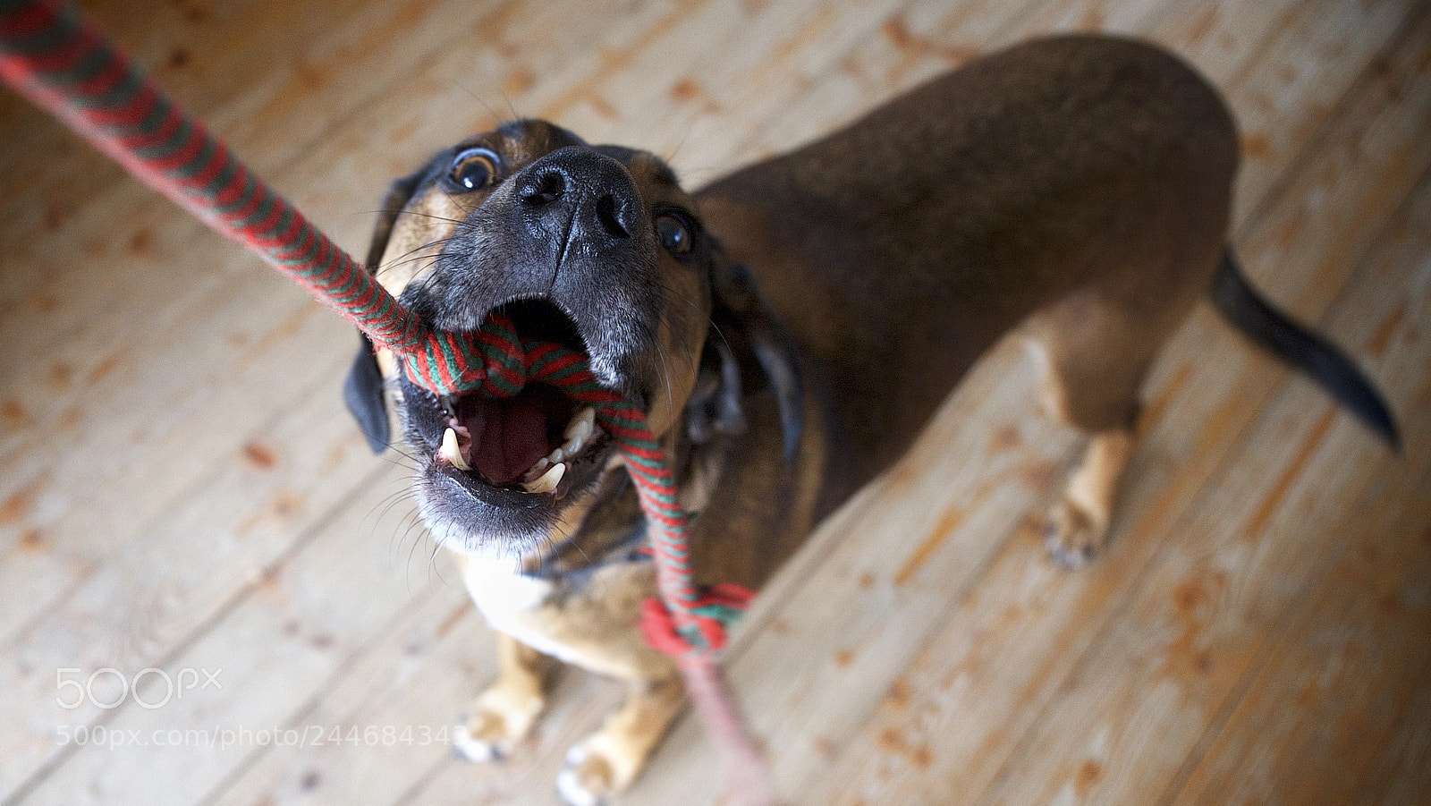 Canon EOS 5D sample photo. Dog photography