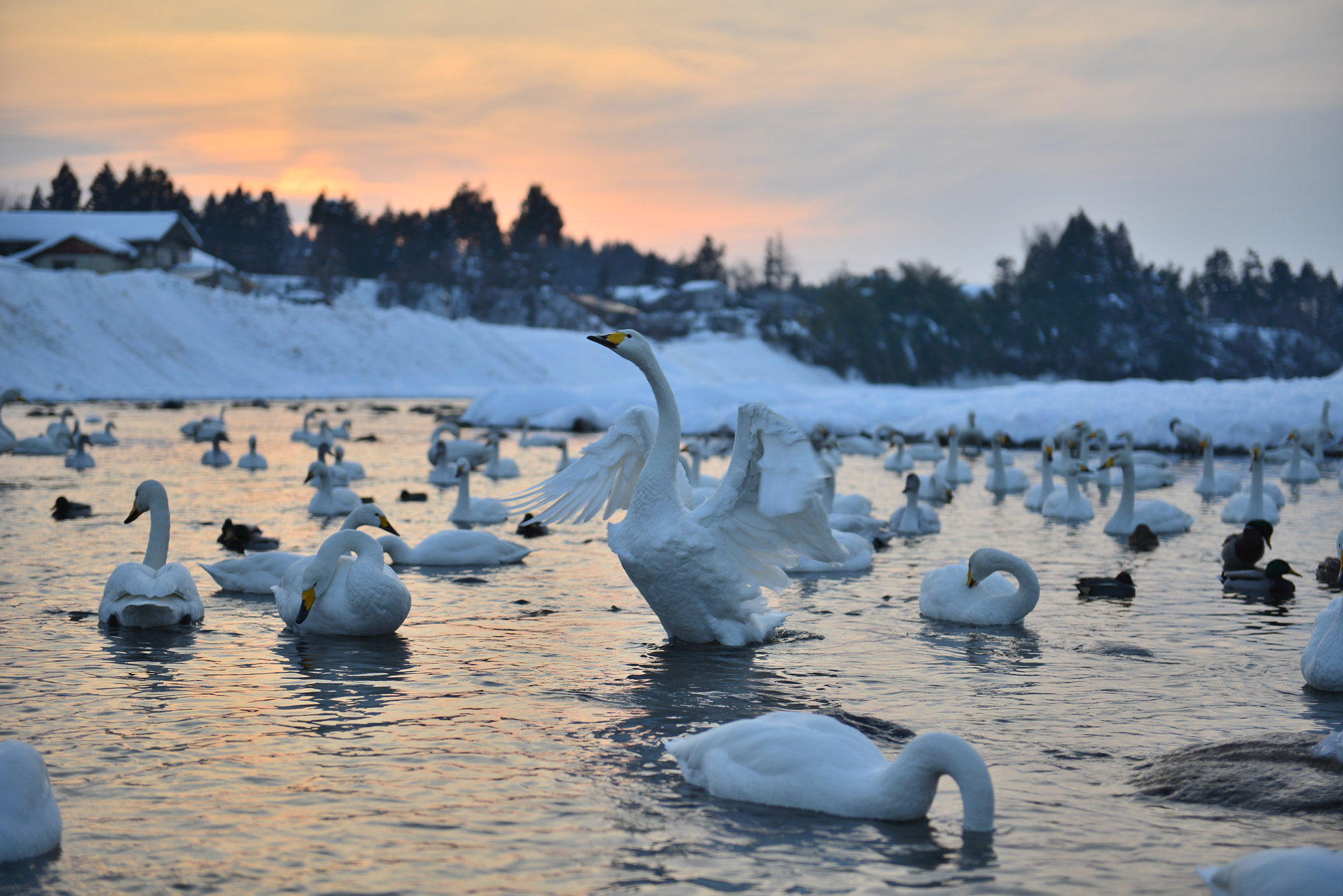 Nikon AF-S Nikkor 24-70mm F2.8G ED sample photo. 白鳥の羽ばたき photography