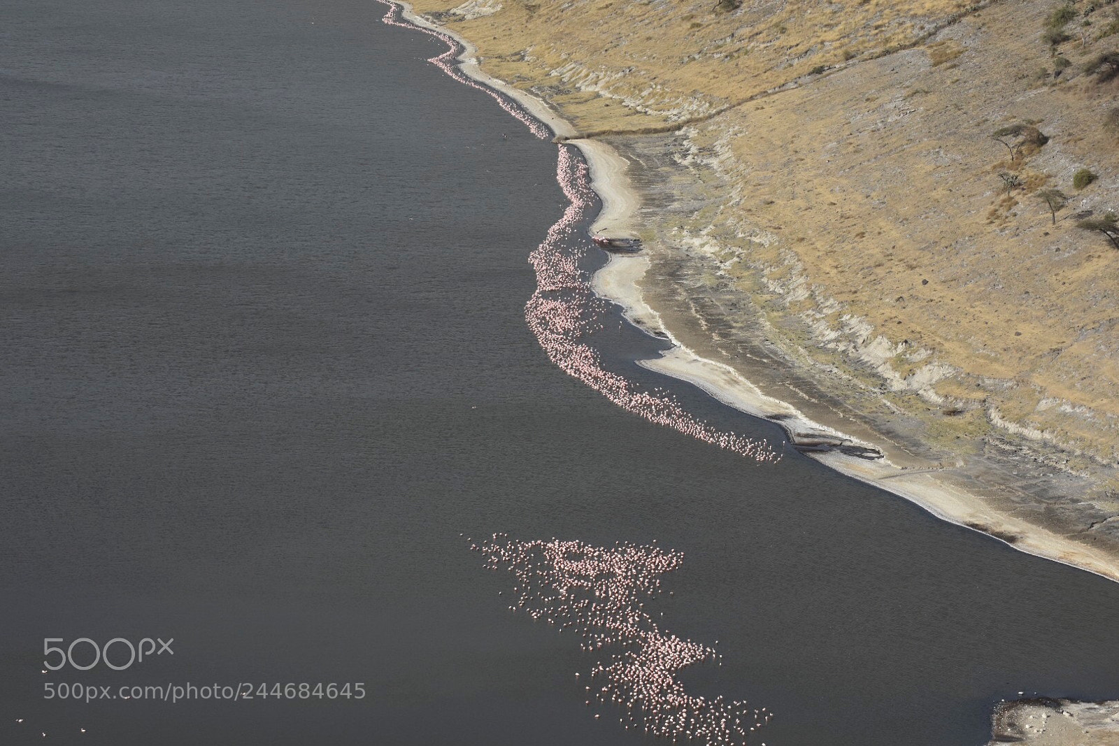Nikon D7200 sample photo. Beautiful flamingos photography