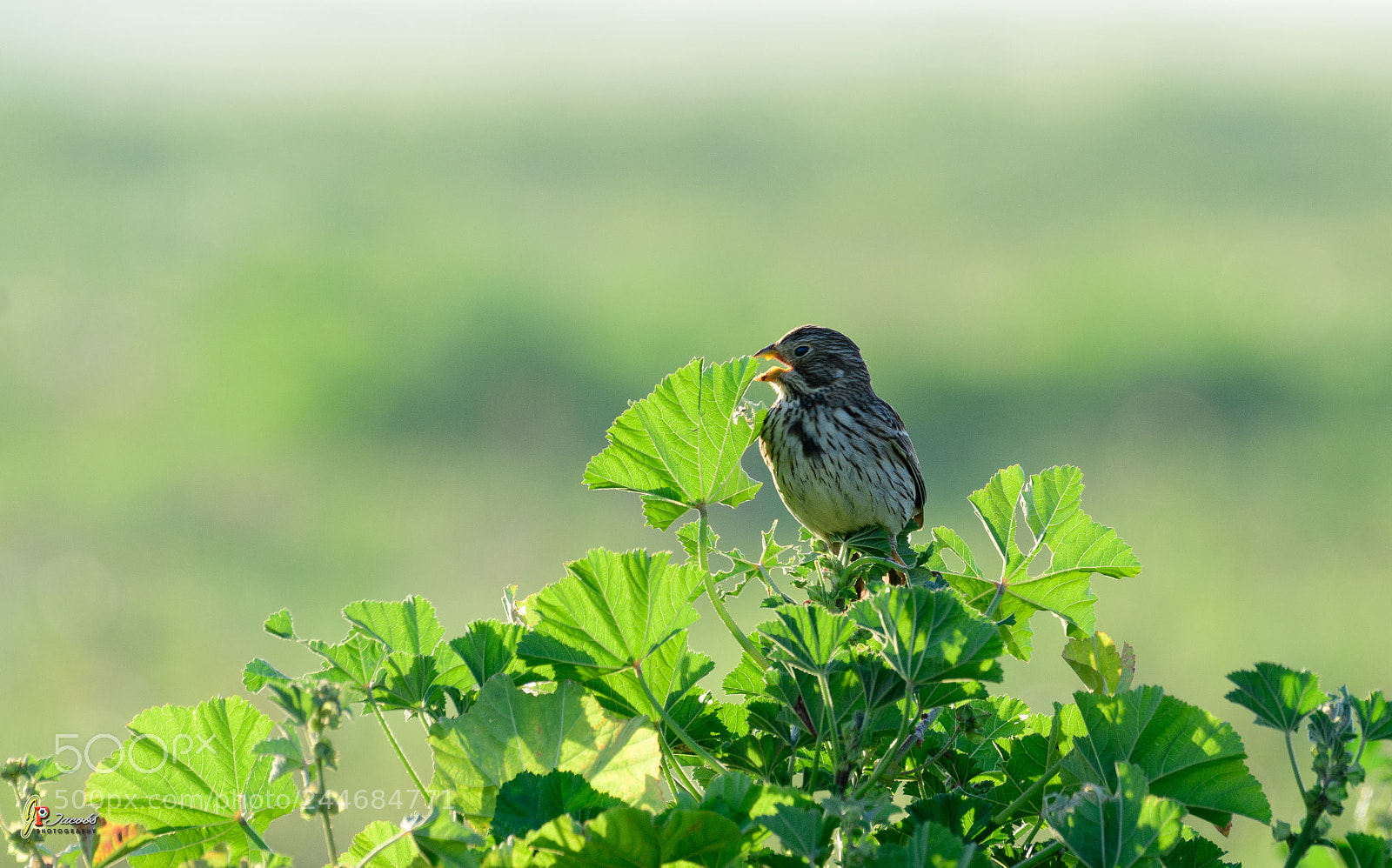 Nikon D500 sample photo. Corn bunting photography