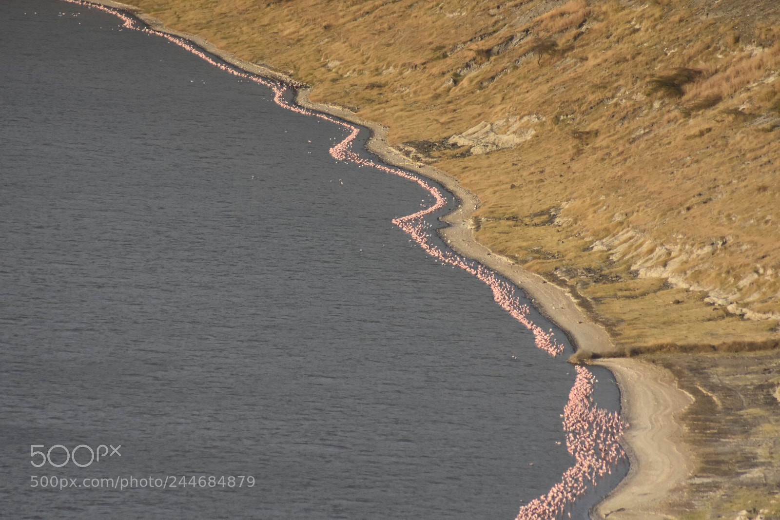Nikon D7200 sample photo. Beautiful flamingo photography