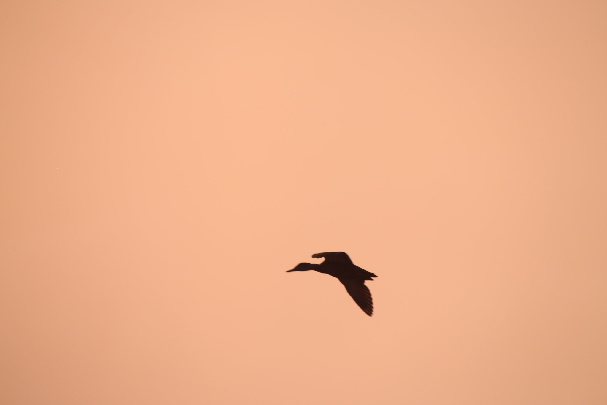 Canon EF 100-400mm F4.5-5.6L IS USM sample photo. Duck photography