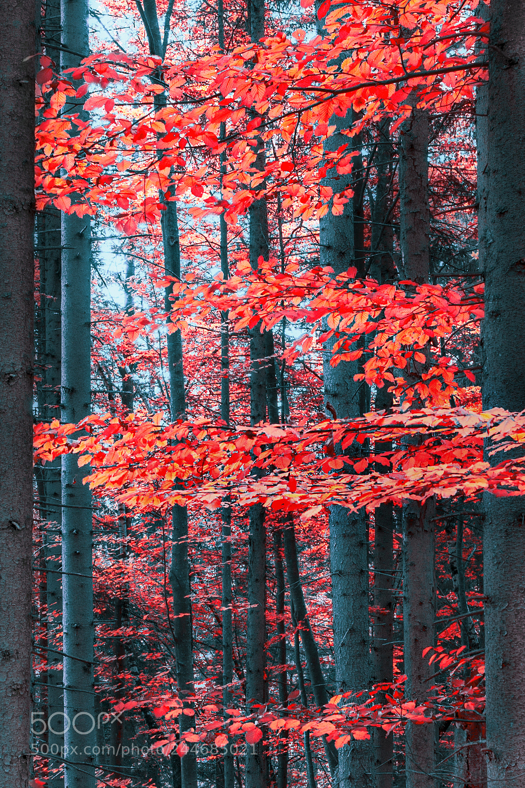 Nikon D610 sample photo. Forest photography