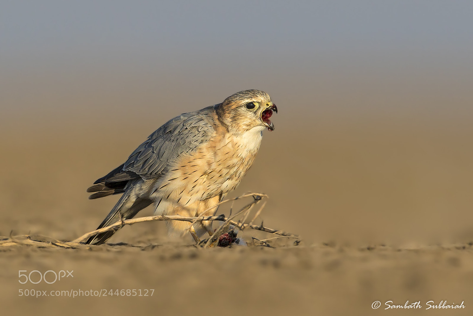 Canon EOS 7D Mark II sample photo. Merlin with kill photography