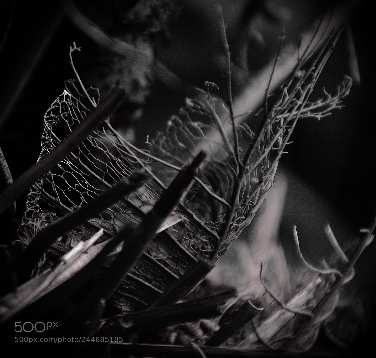 Nikon D5600 sample photo. Skeleton photography