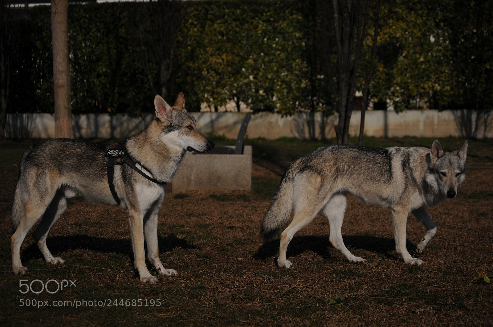 Nikon D300 sample photo. Untitled photography