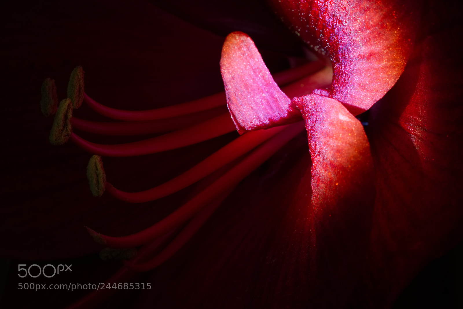 Nikon D5500 sample photo. Flower in the dark photography