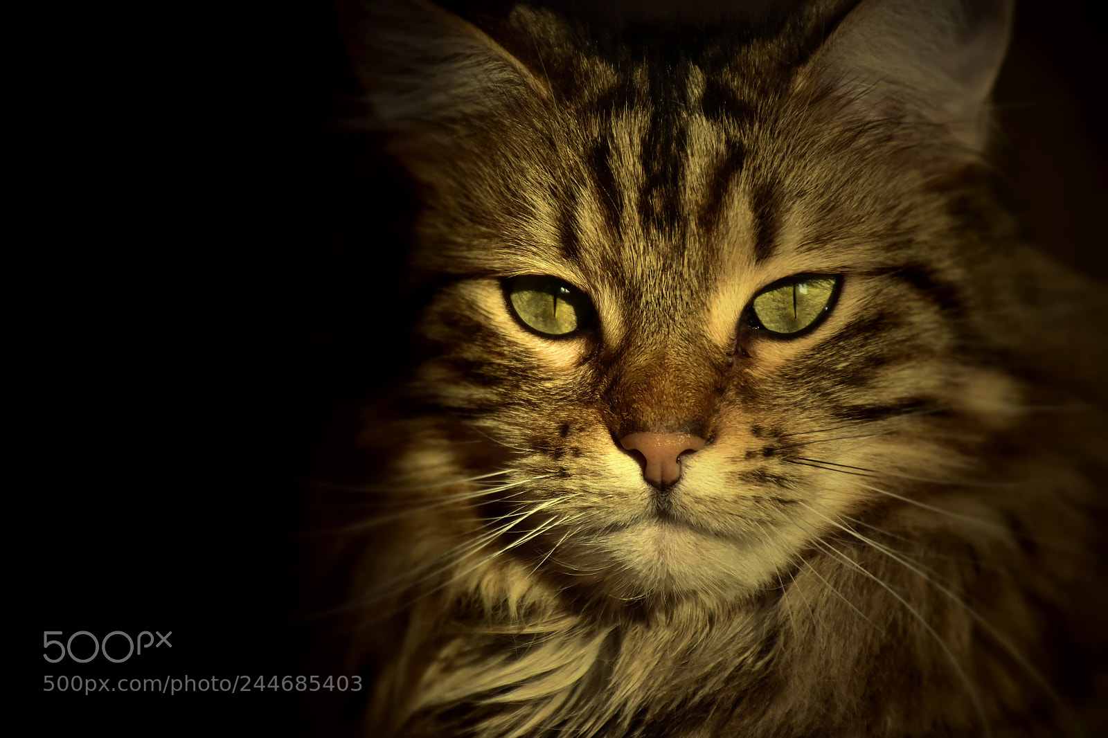 Nikon D7200 sample photo. A hunter... photography
