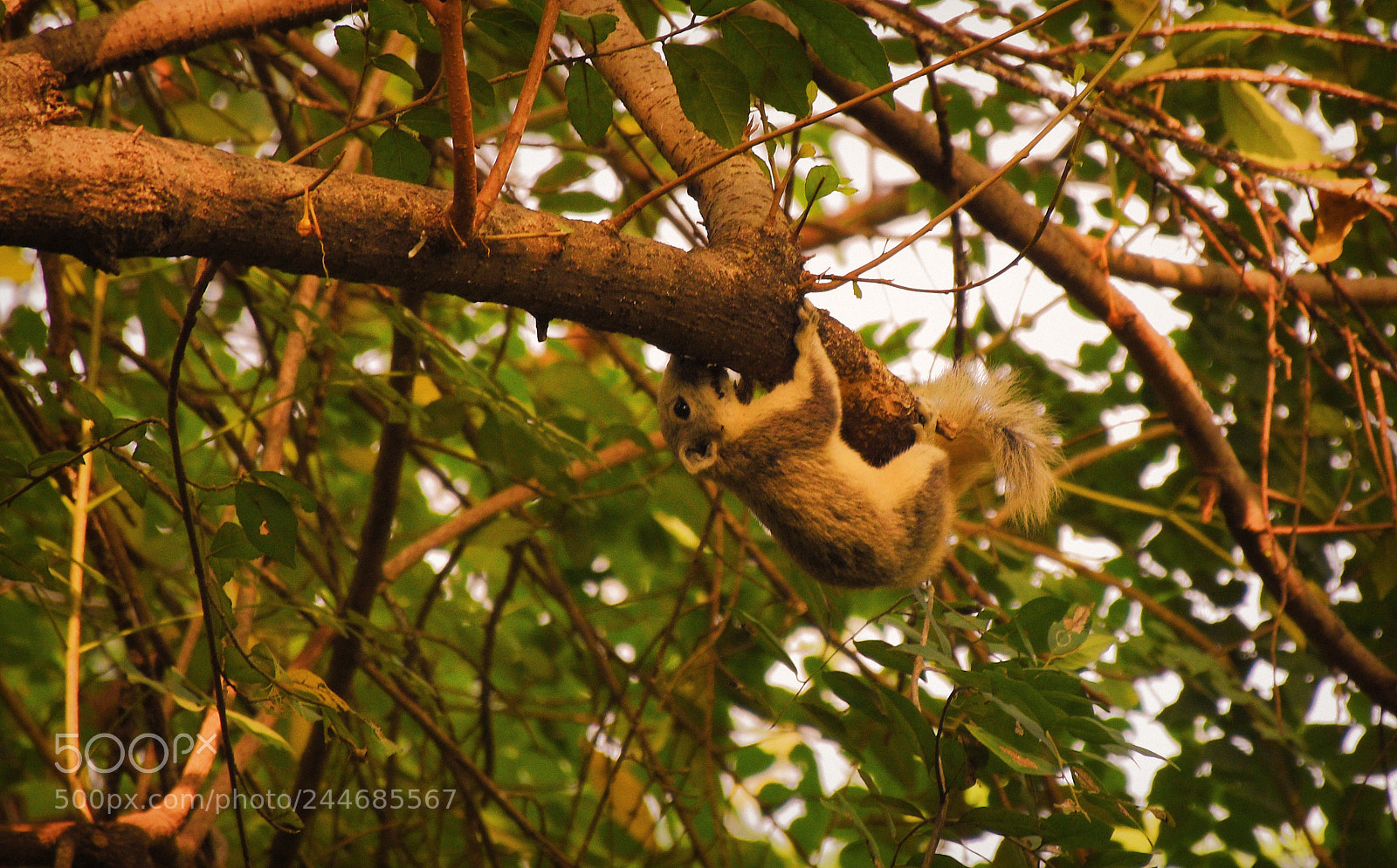 Nikon D5600 sample photo. Finlayson's squirrel photography