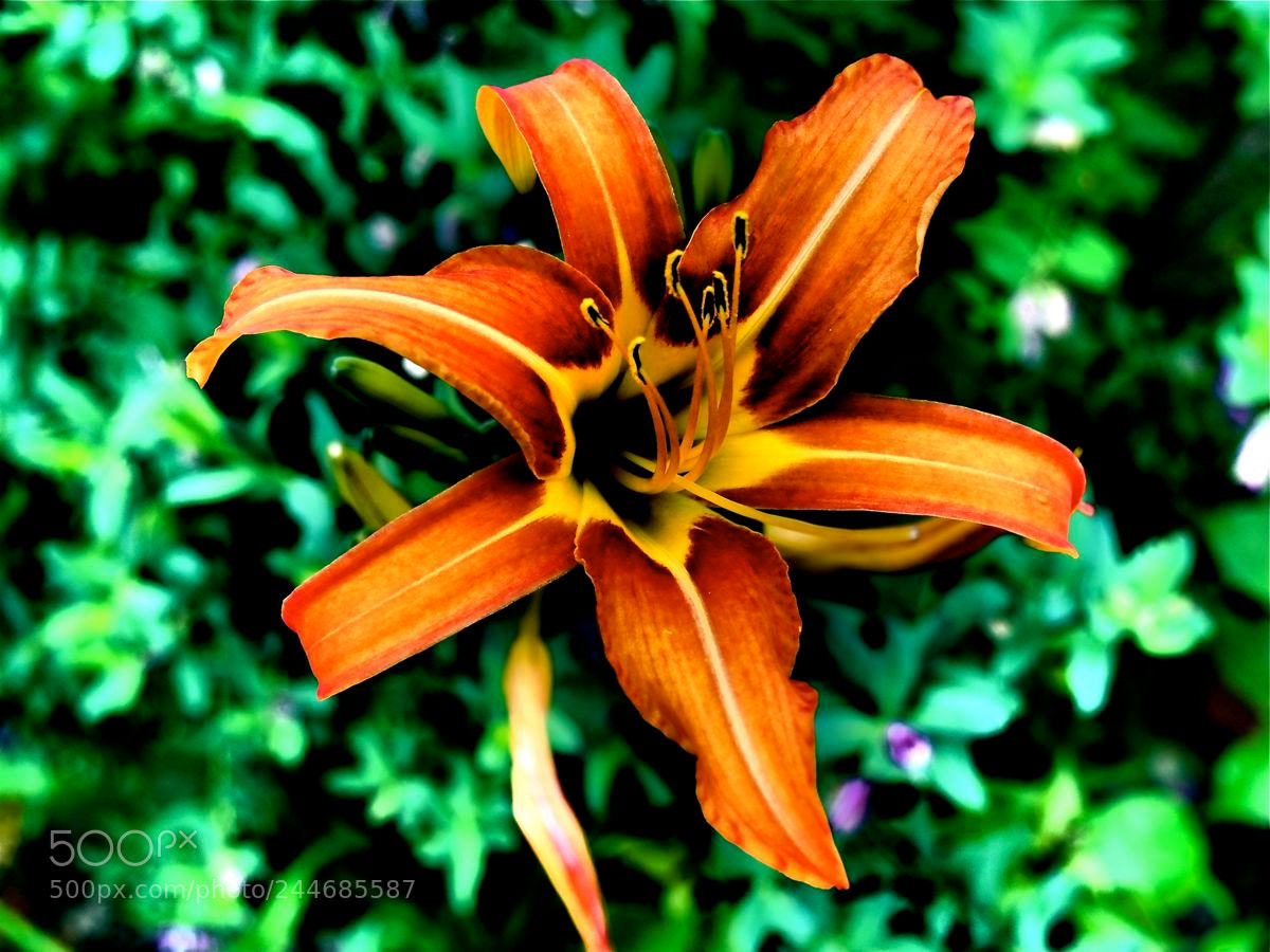 Olympus OM-D E-M5 sample photo. Eclatante photography