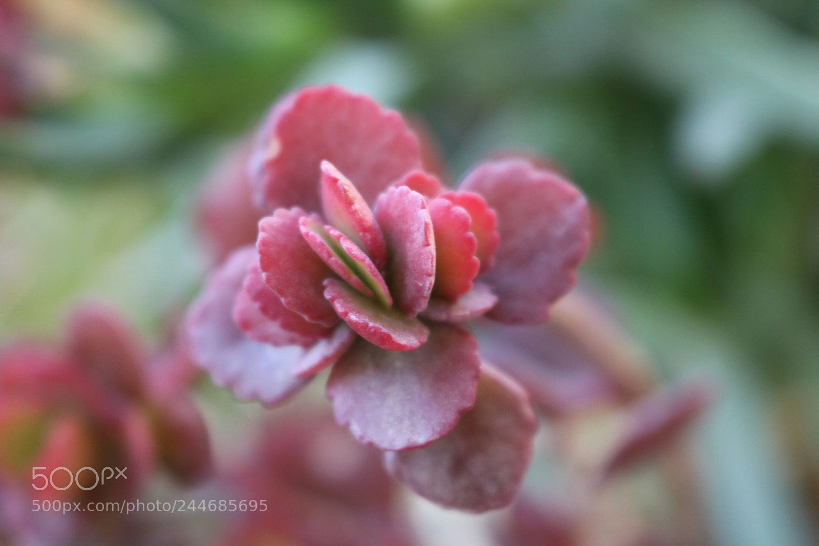 Canon EOS 750D (EOS Rebel T6i / EOS Kiss X8i) sample photo. La flor photography