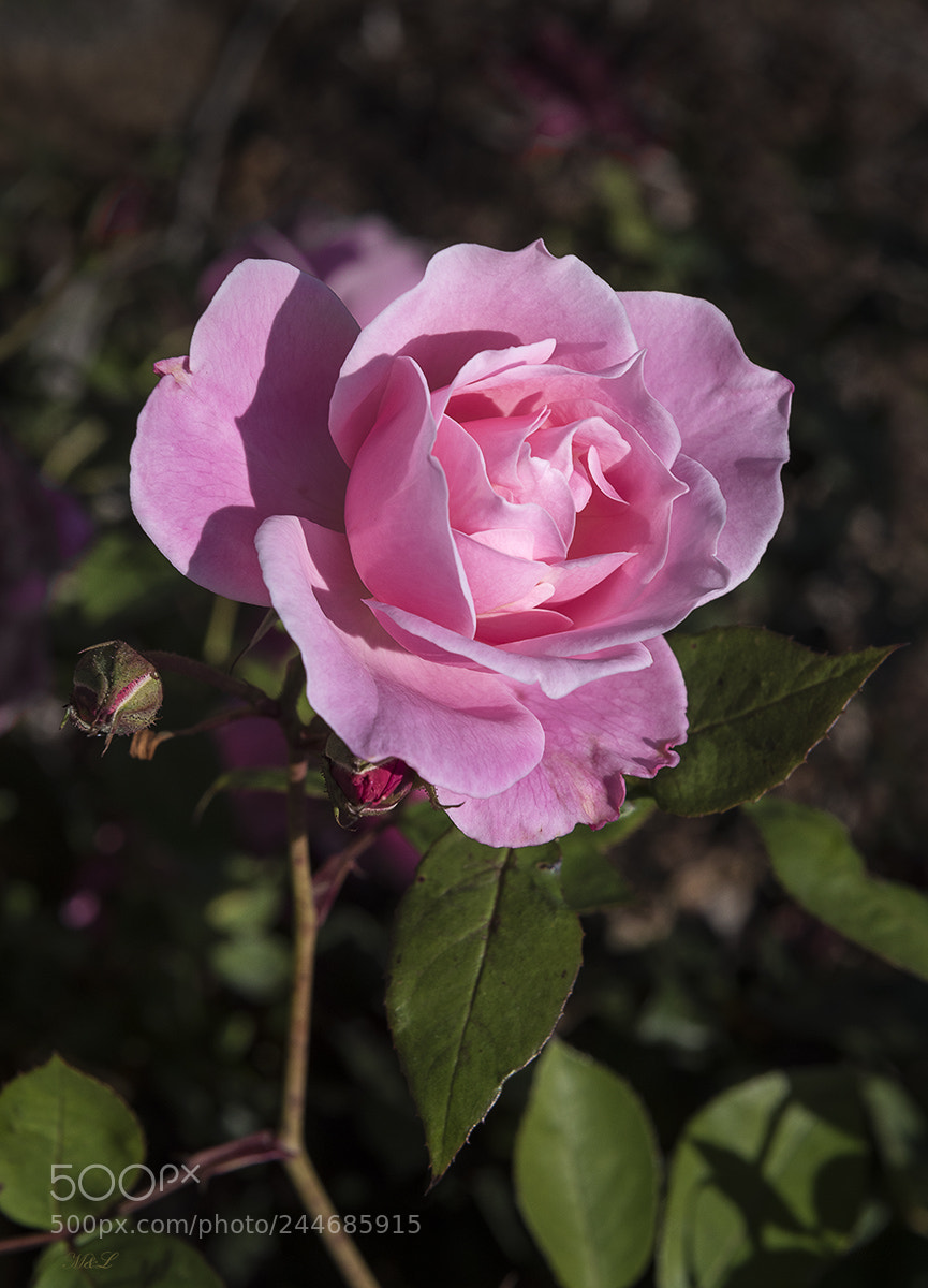 Nikon D810 sample photo. *** photography