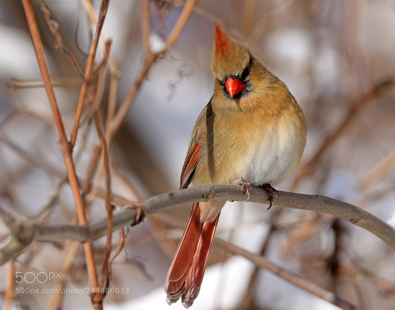 Canon EOS 7D Mark II sample photo. Female northern cardinal photography