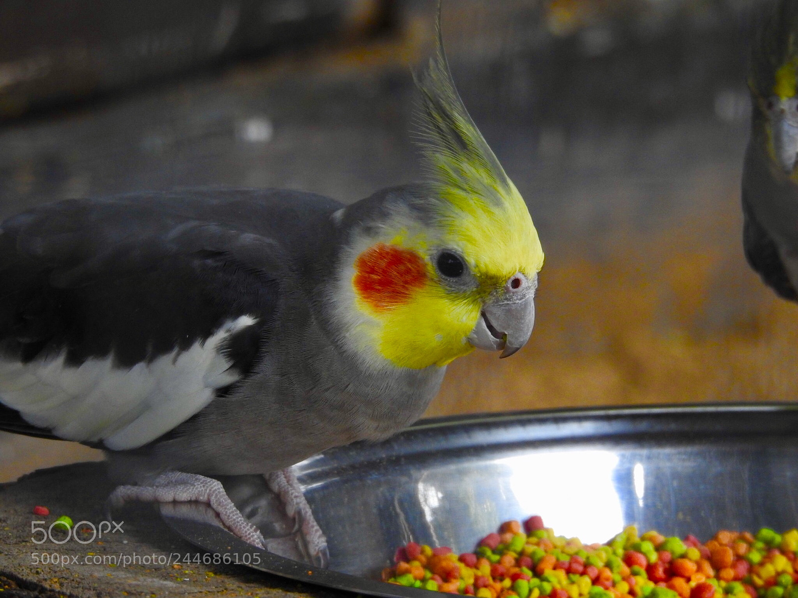 Nikon Coolpix P900 sample photo. Pet cockatiel photography