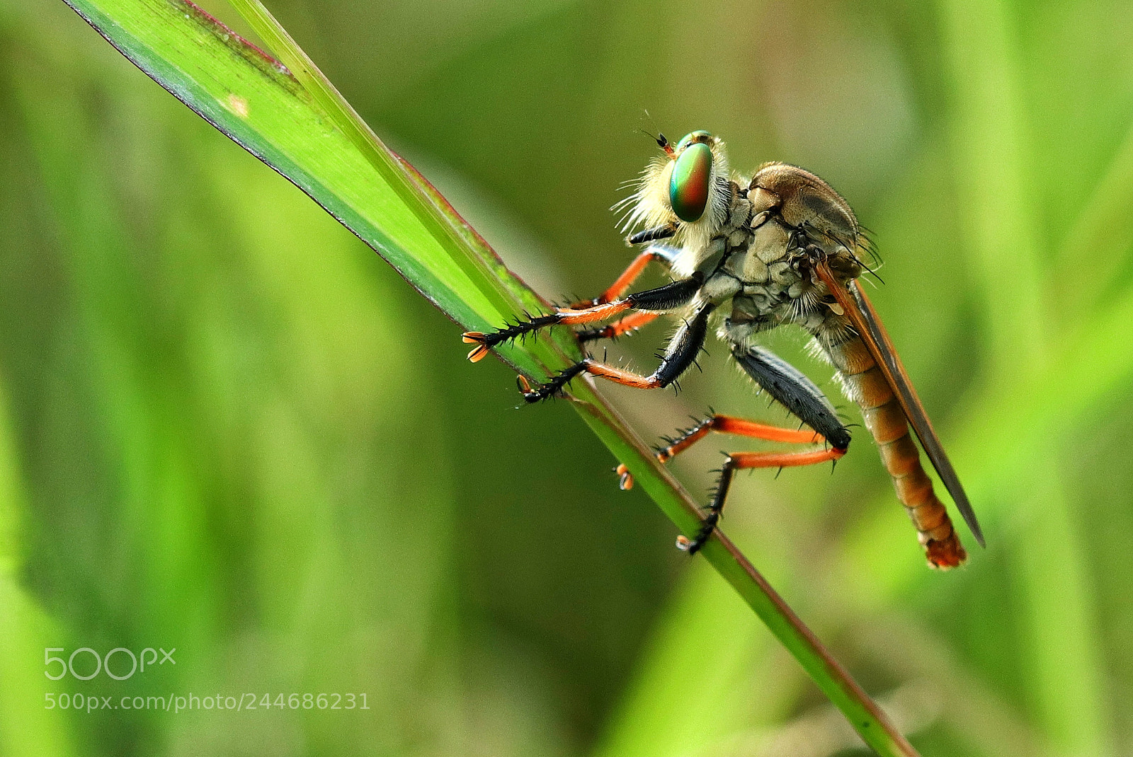 Canon EOS M5 sample photo. Macro photography