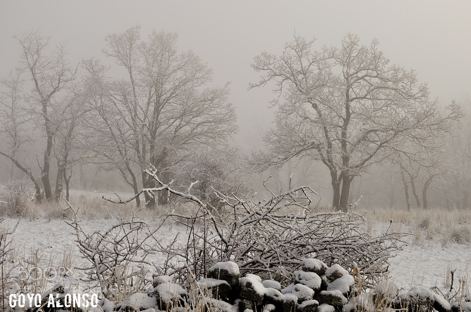 Nikon D5000 sample photo. Nieves photography