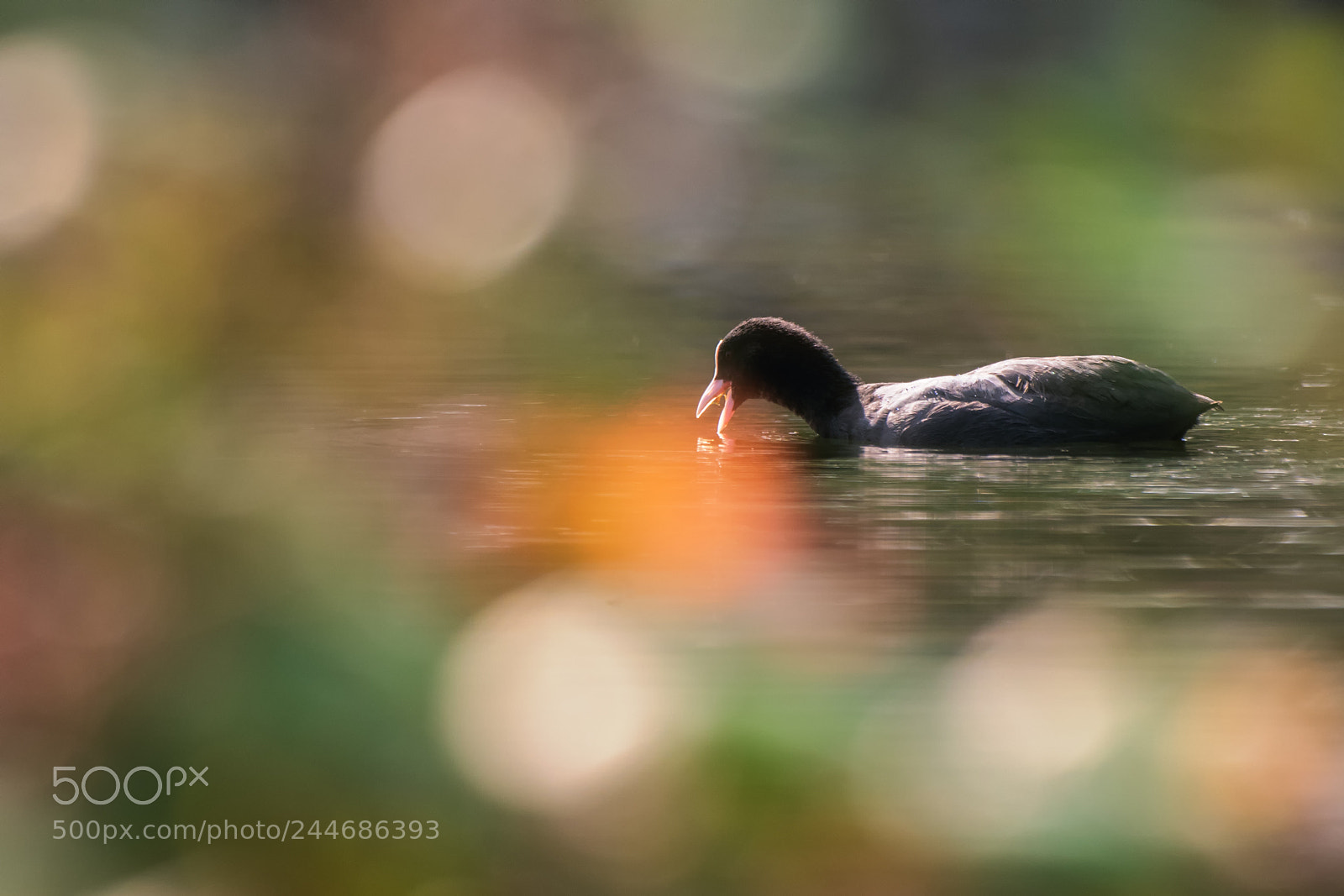 Nikon D500 sample photo. Coot in the color photography