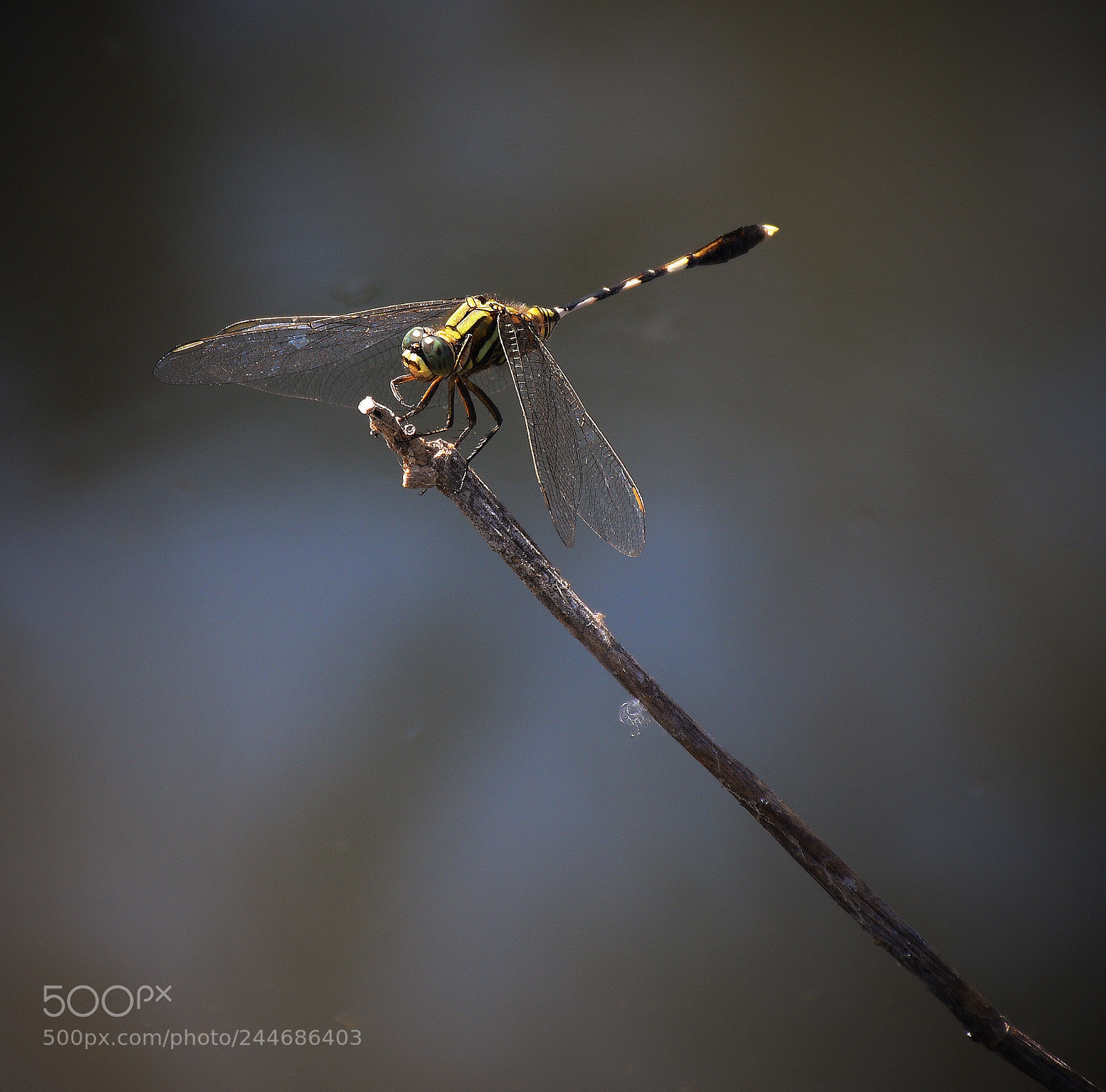 Nikon D5600 sample photo. Green marsh hawk photography