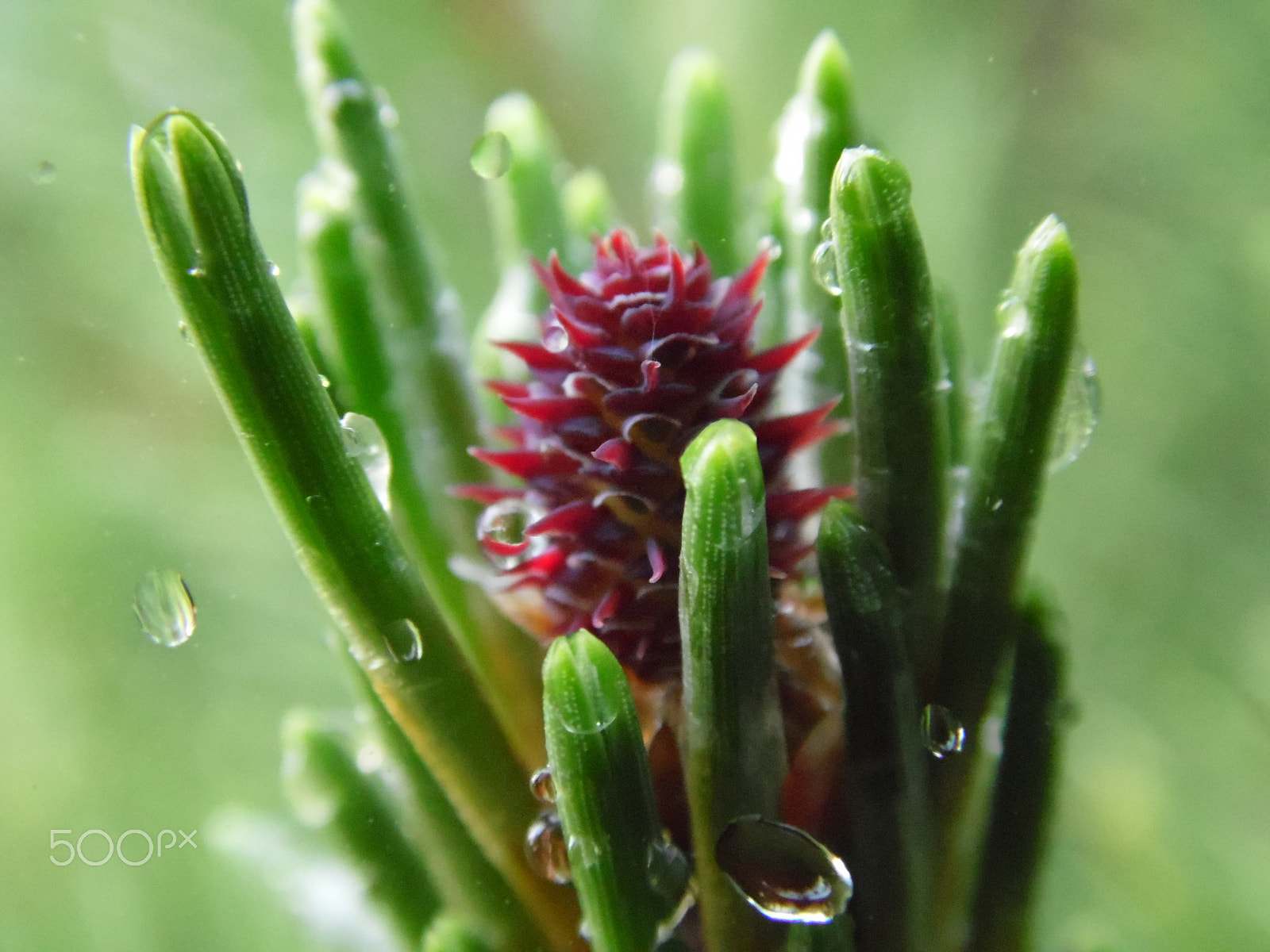 Samsung WB100/  WB101 sample photo. Nature photography