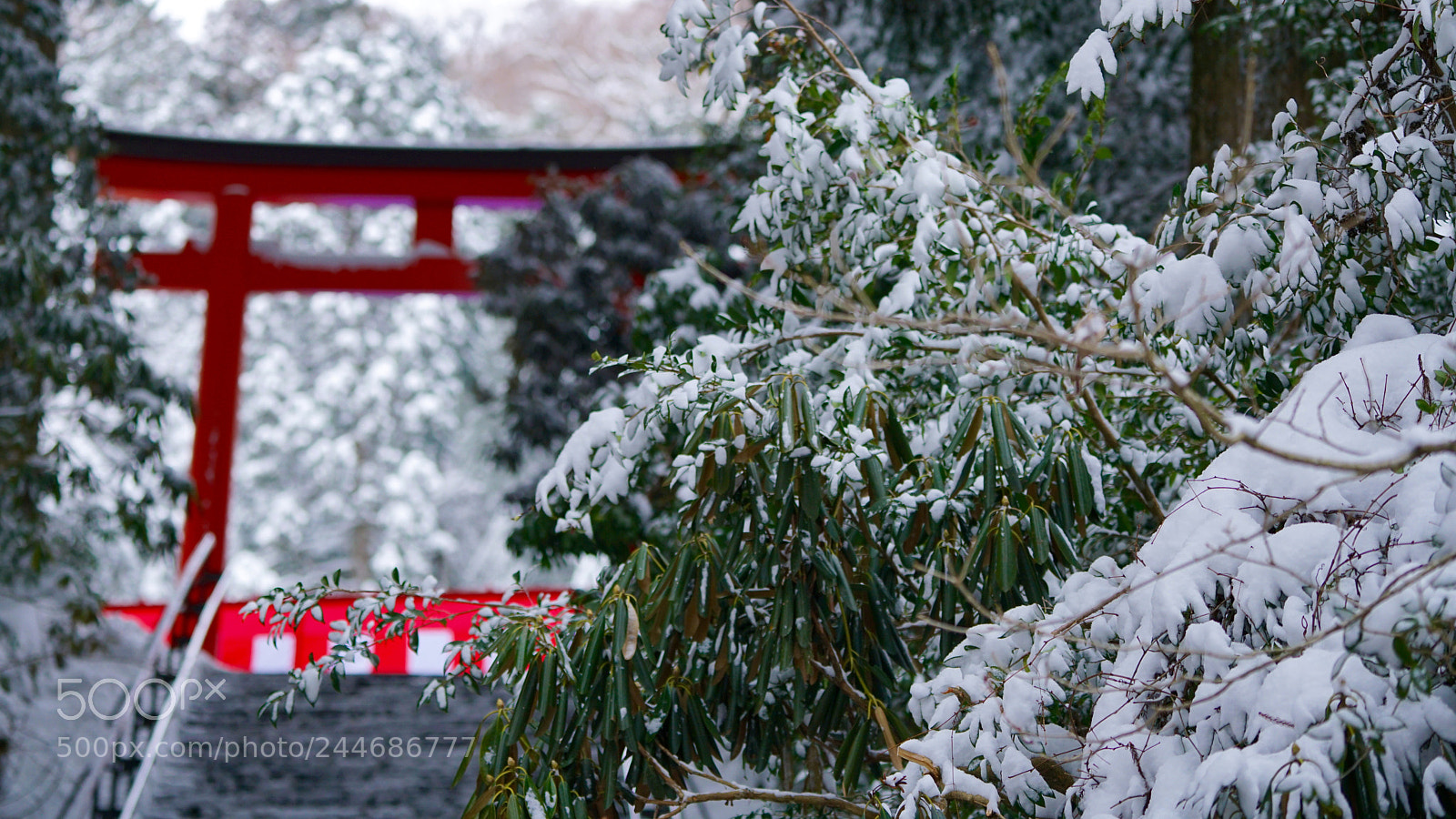 Sony a7R II sample photo. Snow beauty in shrine photography
