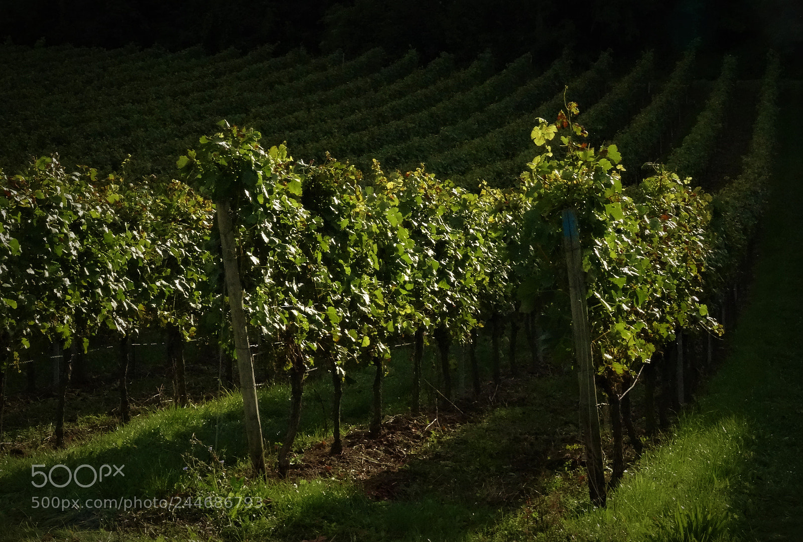 Sony DSC-HX50 sample photo. Plantation photography