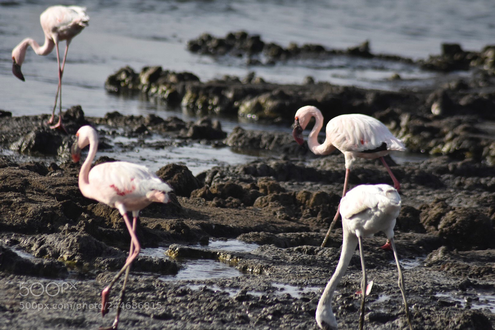 Nikon D7200 sample photo. Beautiful flamingo photography