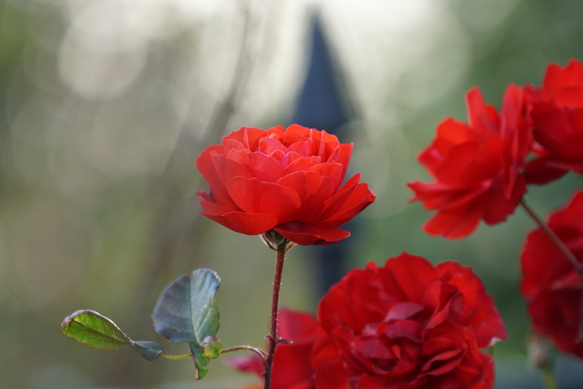 Sony FE 70-300mm F4.5-5.6 G OSS sample photo. ♡＊pure passion＊♡ photography