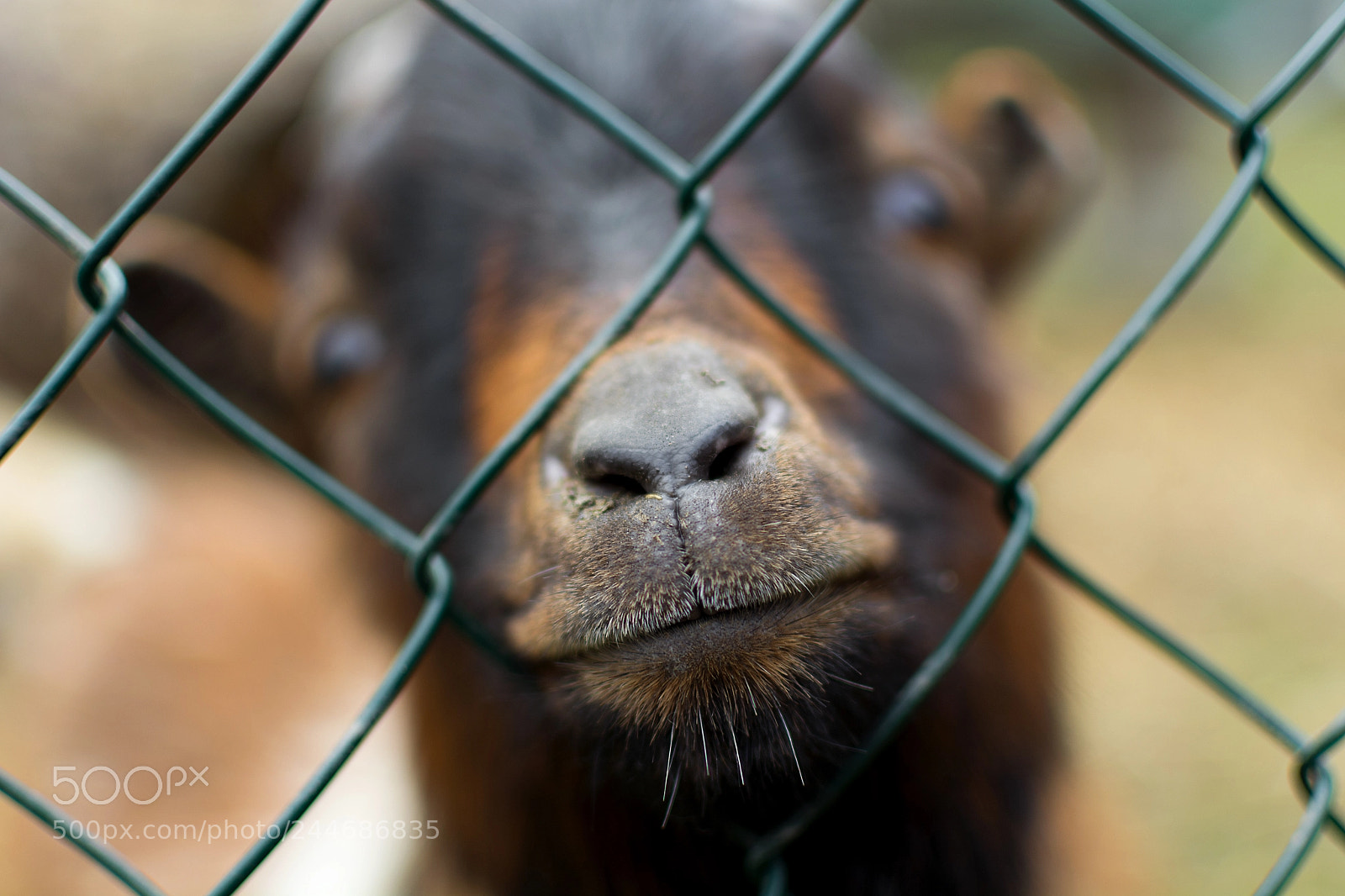 Nikon D7100 sample photo. Sad goat photography
