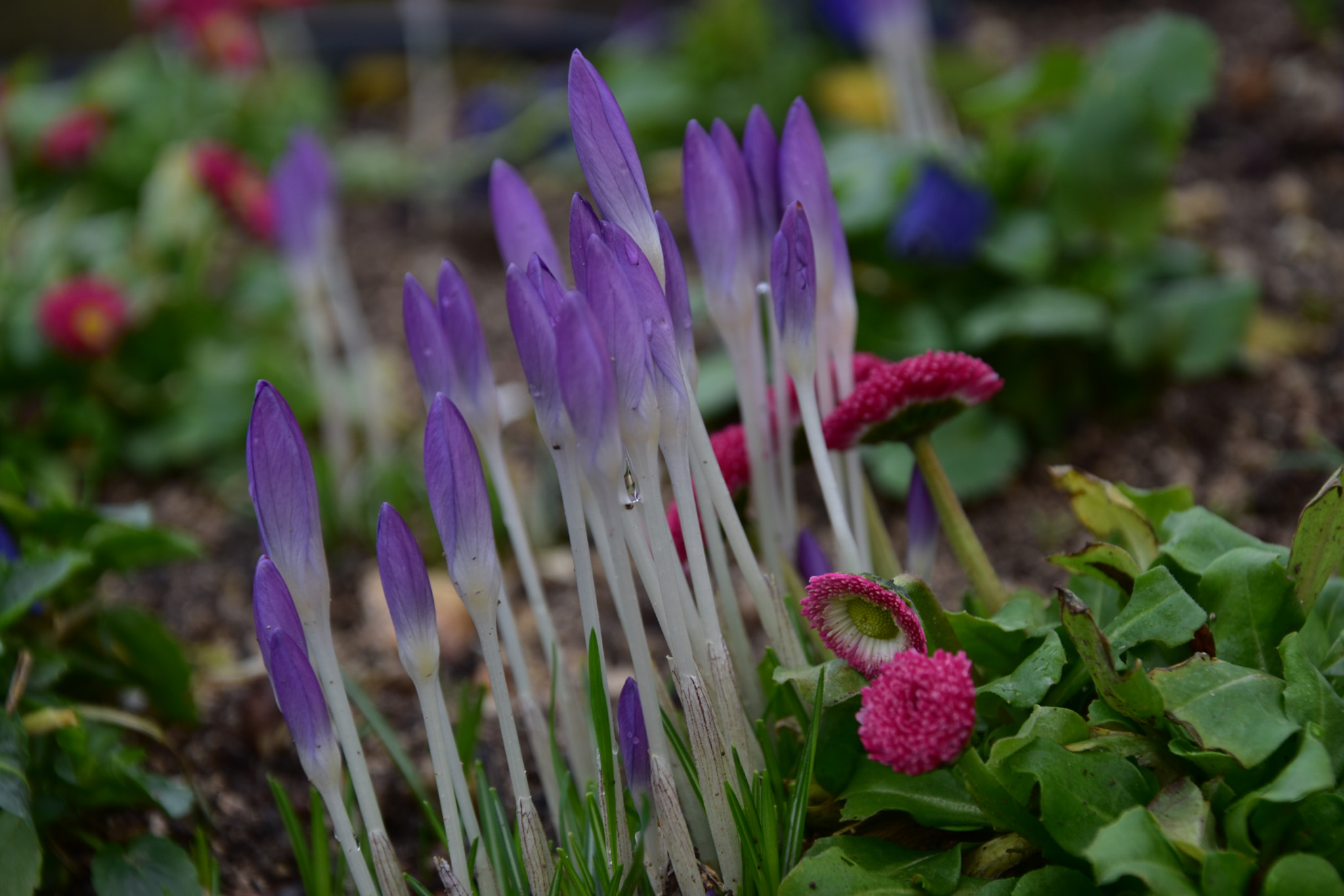 Nikon D5500 sample photo. Crocus et couleurs photography