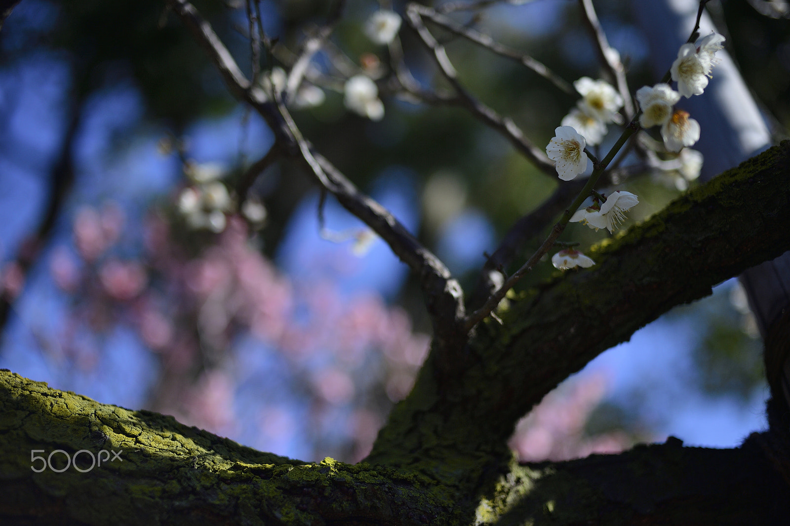Nikon D4 sample photo. Ume photography