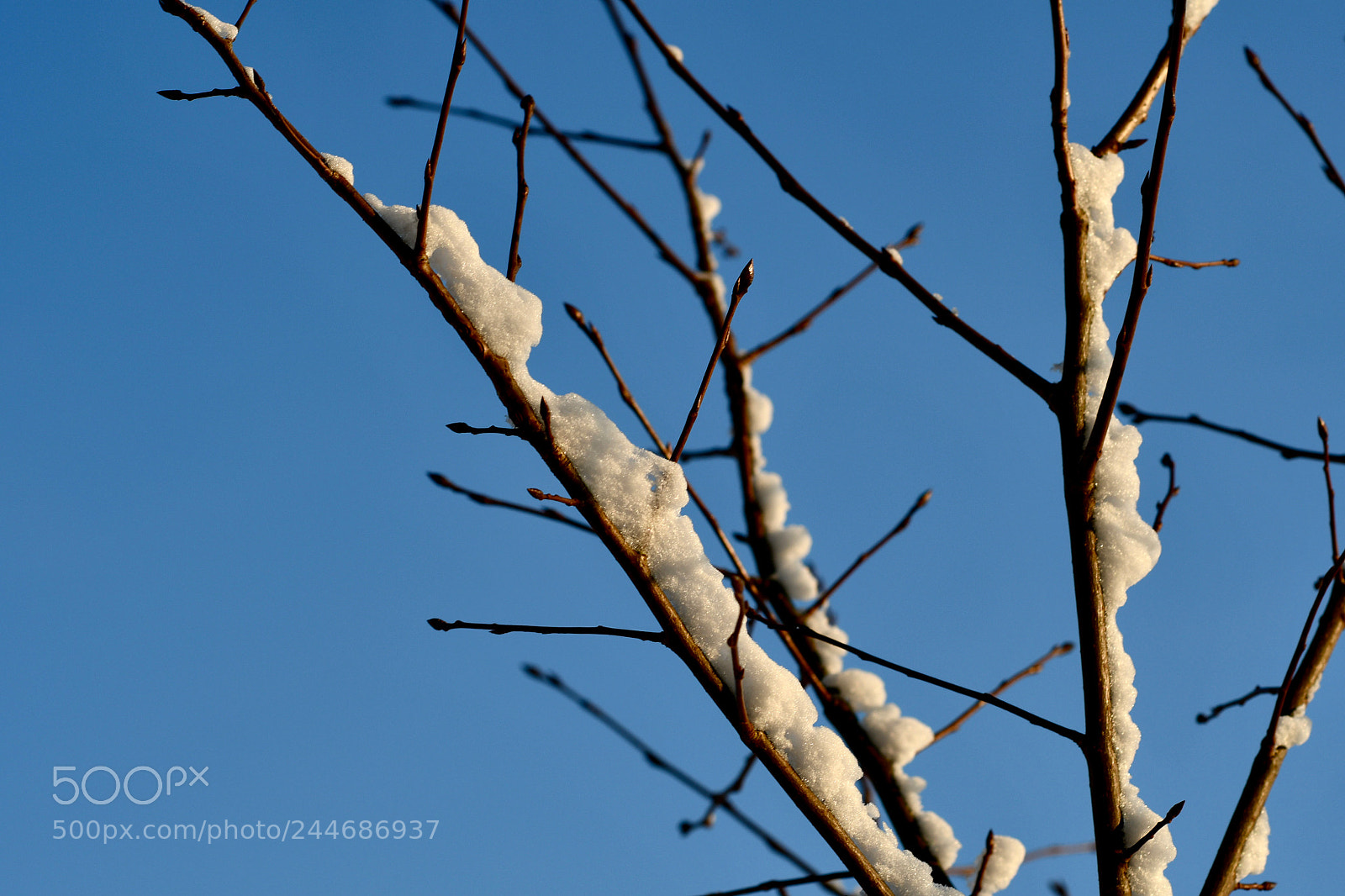 Nikon D500 sample photo. Untitled photography
