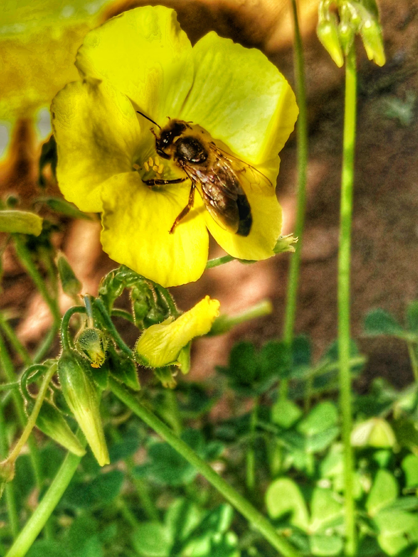OPPO R7 Plusf sample photo. Bee and flower photography