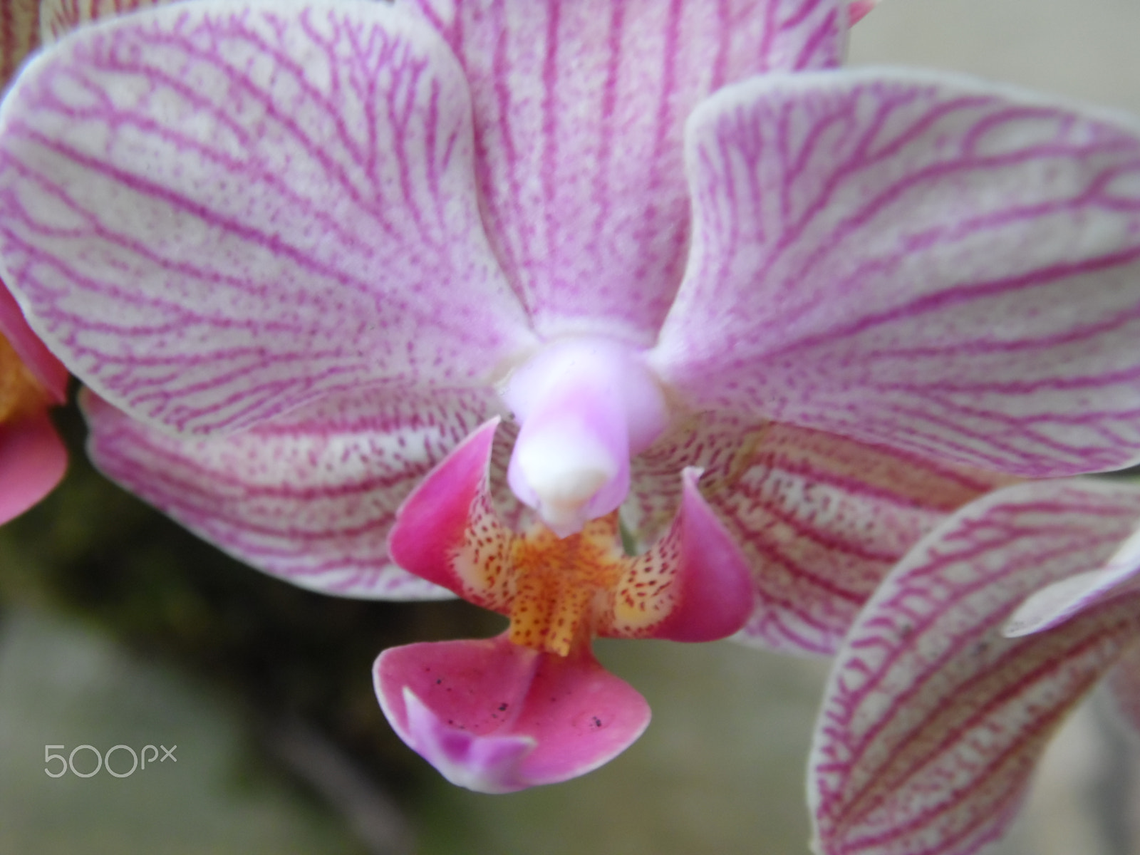 Samsung WB100/  WB101 sample photo. Orchid photography