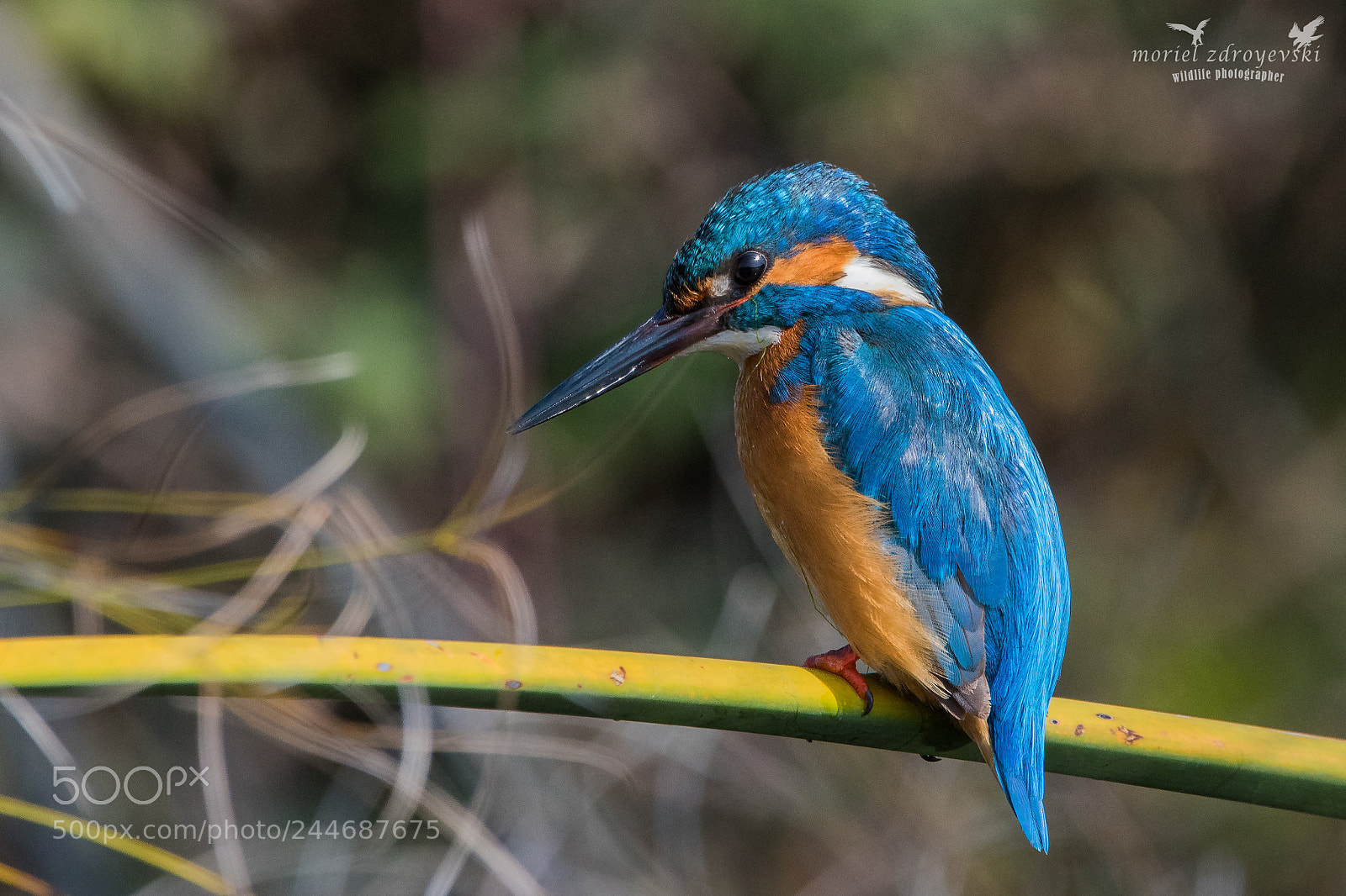 Nikon D5500 sample photo. Common kingfisher photography