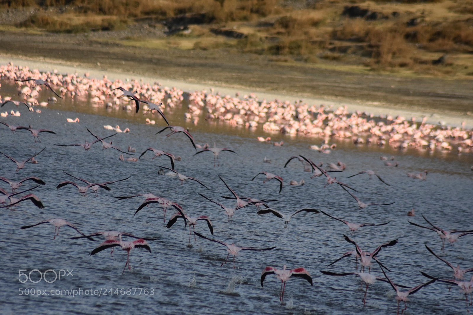Nikon D7200 sample photo. The beauty of flamingo photography