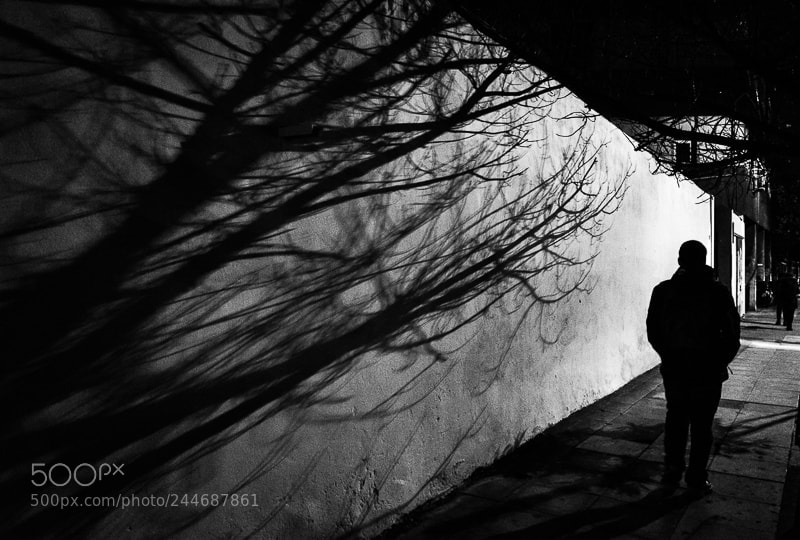 Nikon D3200 sample photo. Tree silhouette photography