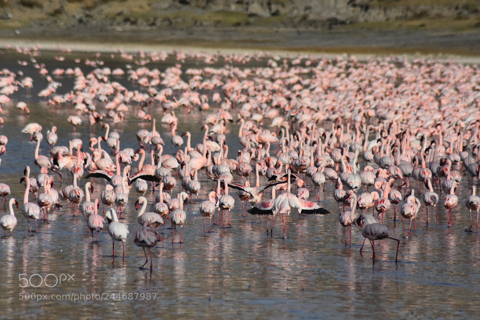 Nikon D7200 sample photo. Flamingo birds photography