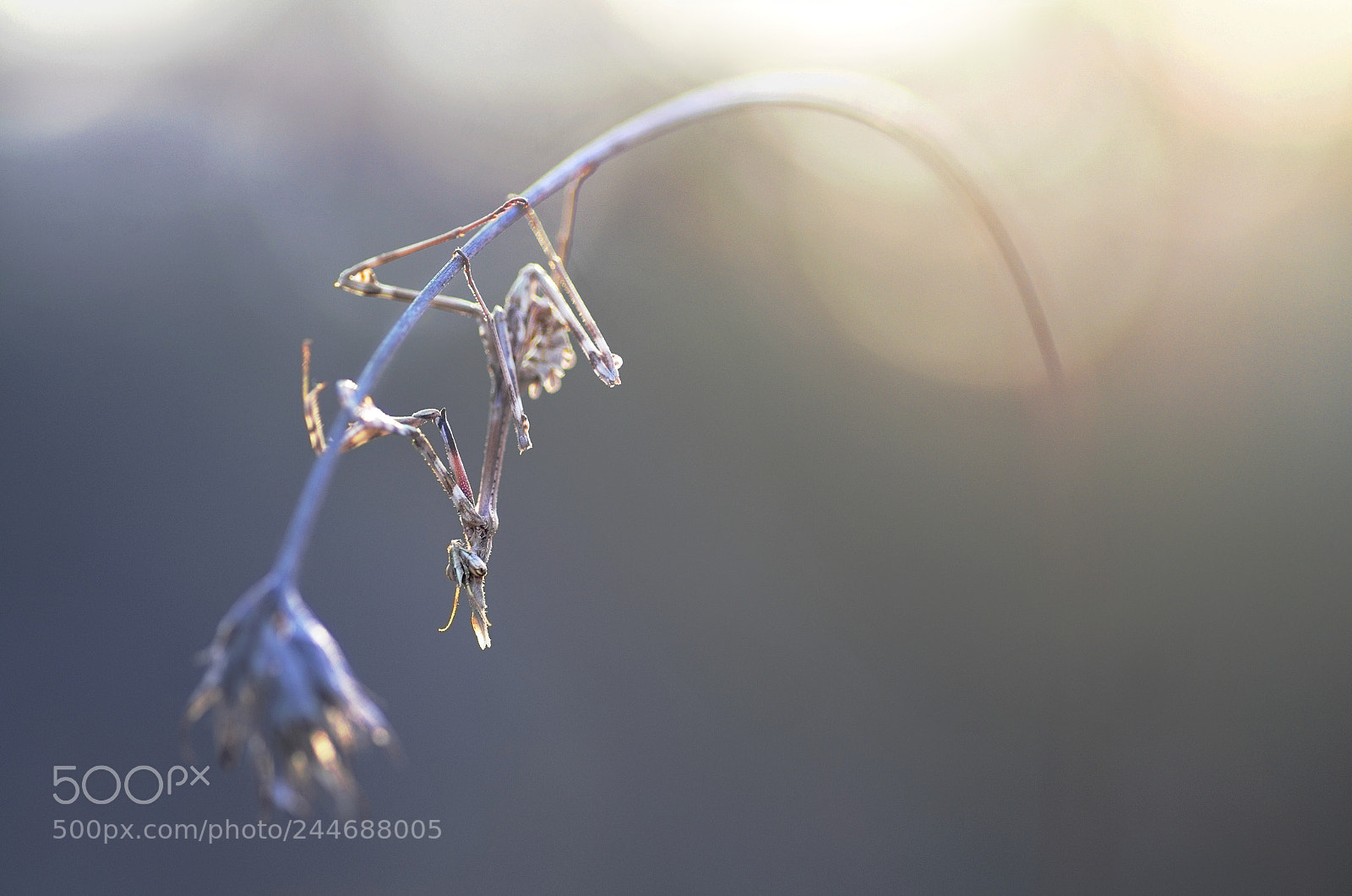 Pentax K-5 sample photo. Out of light photography