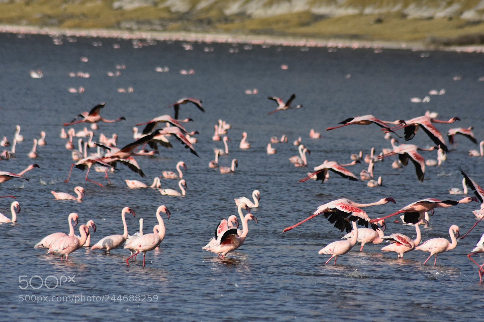 Nikon D7200 sample photo. Beautiful birds photography
